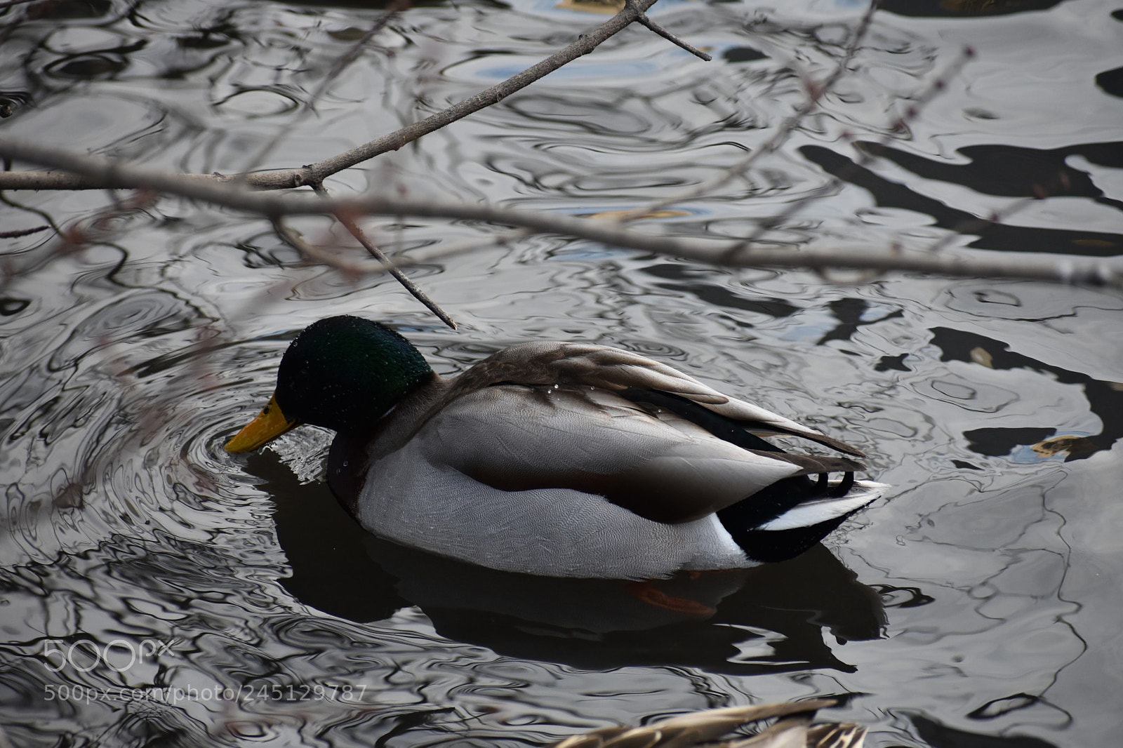 Nikon D3400 sample photo. Untitled photography