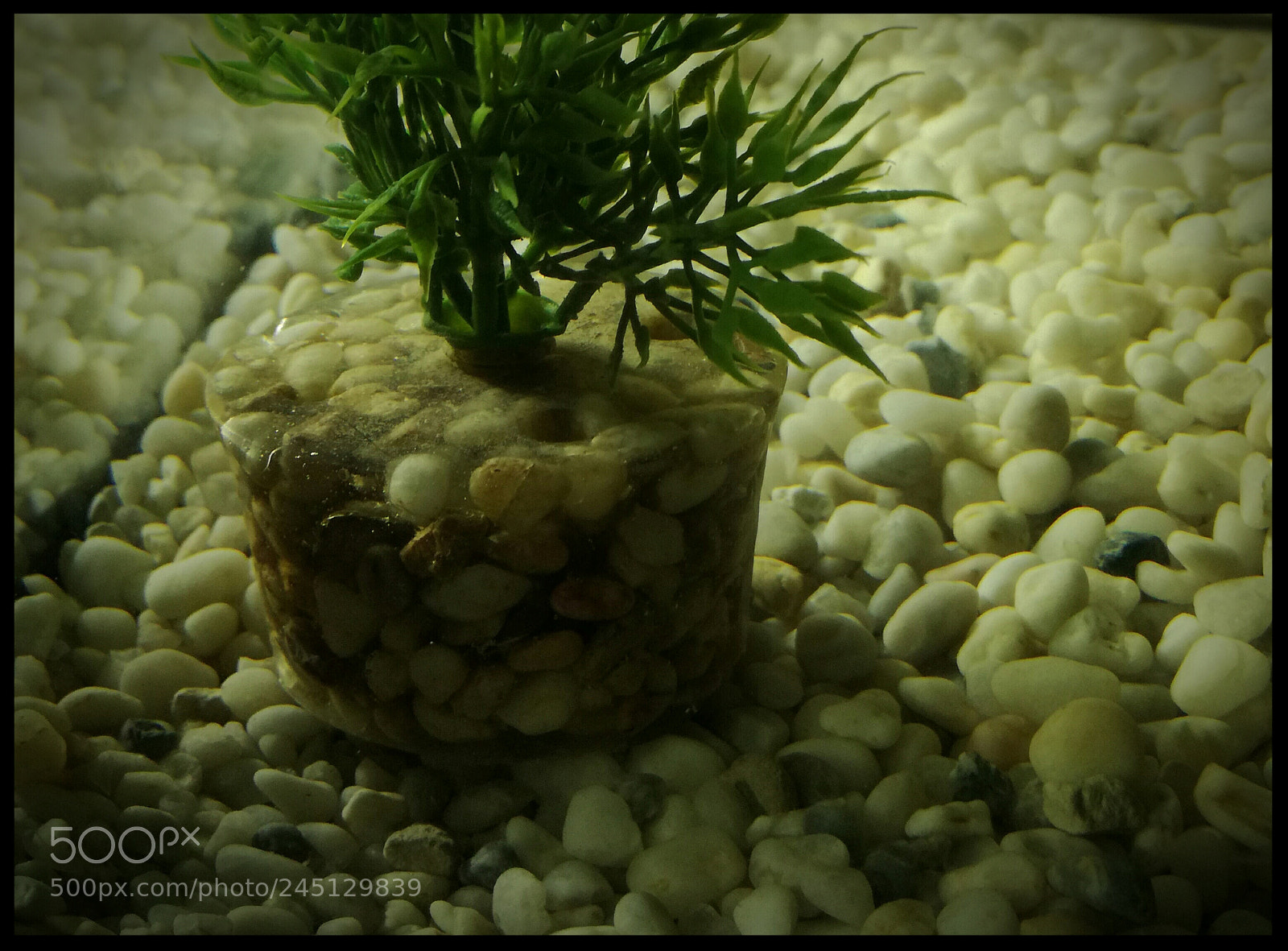 HUAWEI P9 LITE sample photo. Aquarium photography
