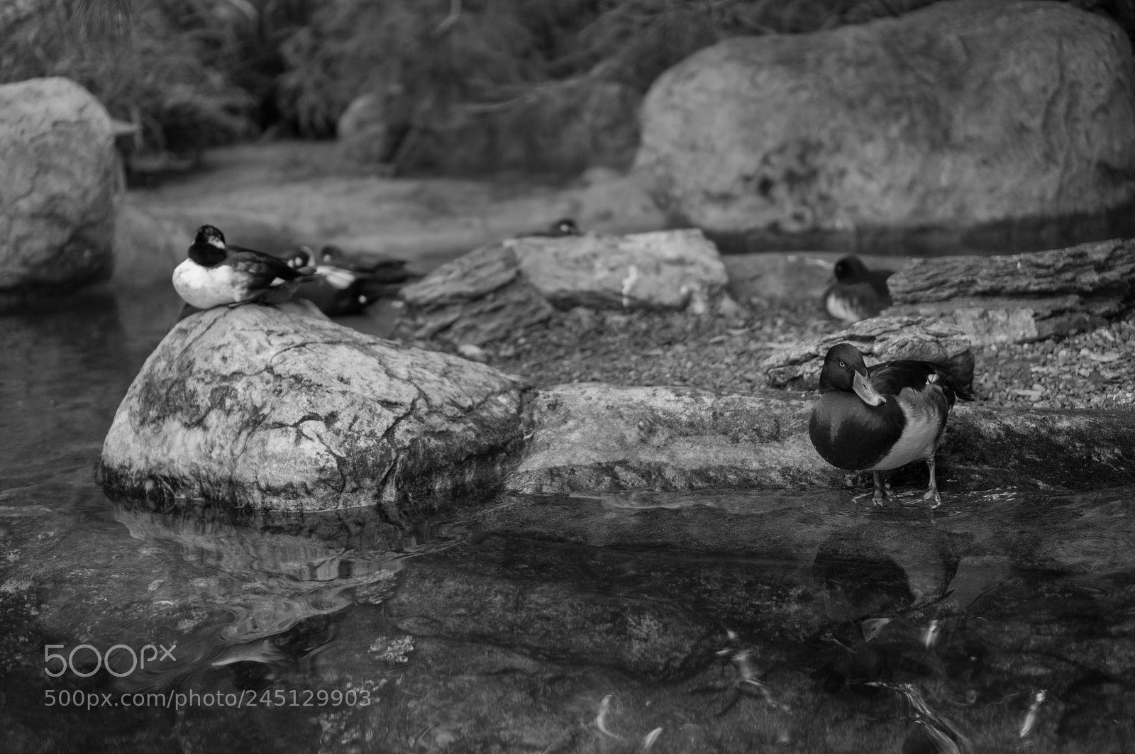 Sony Alpha NEX-5R sample photo. Suspicious ducks photography