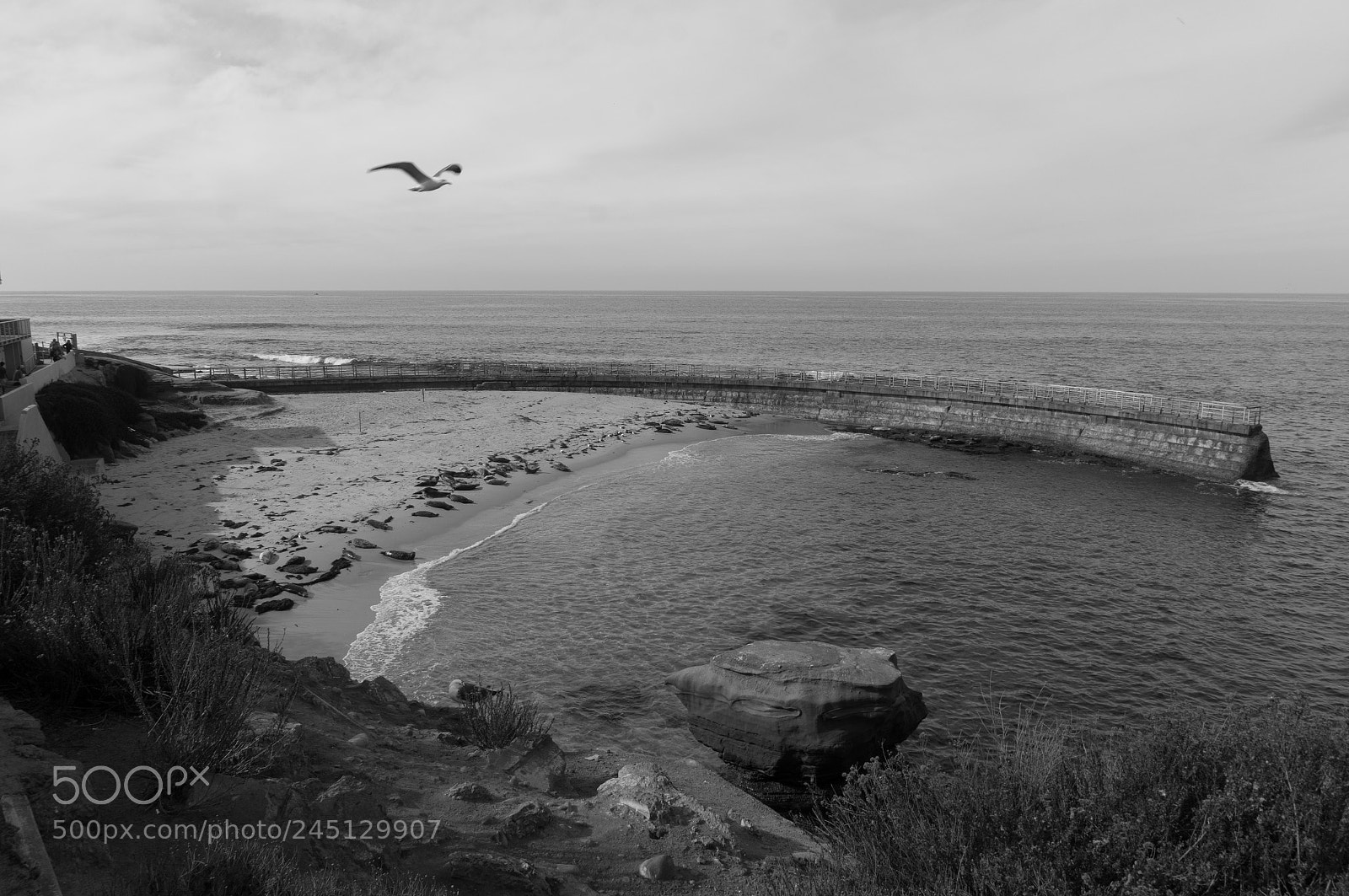 Sony Alpha NEX-5R sample photo. Sealions at la jolla photography