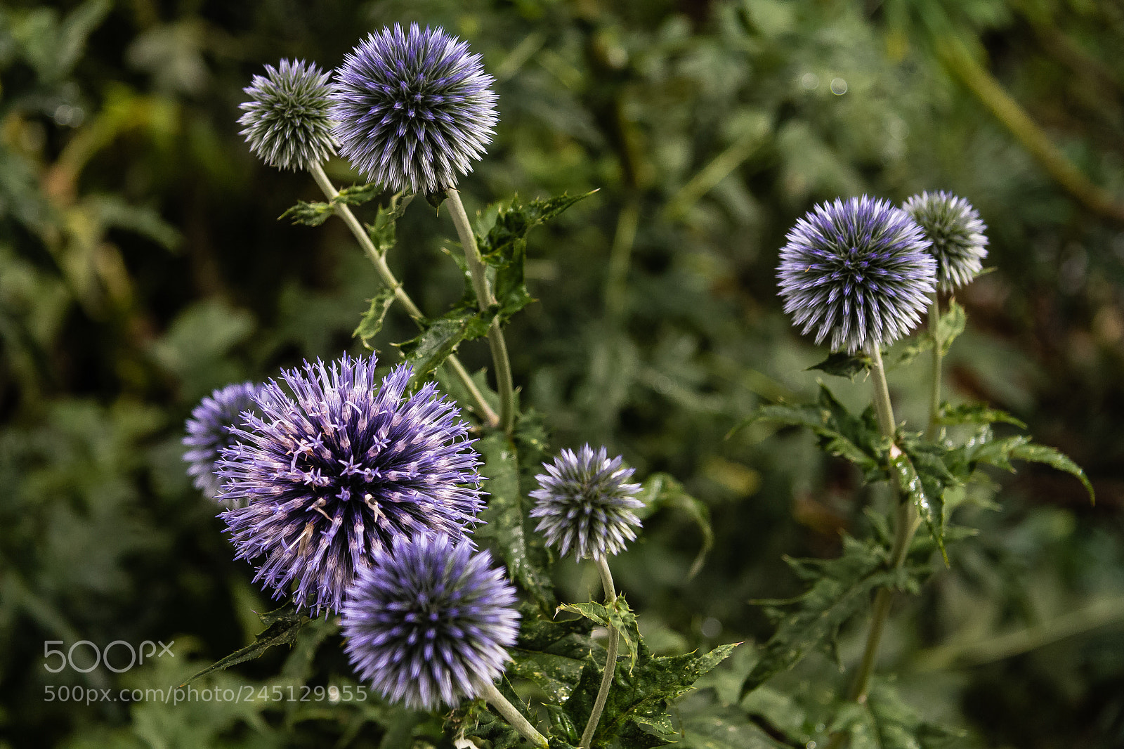 Canon EOS 60D sample photo. Echinops sp photography