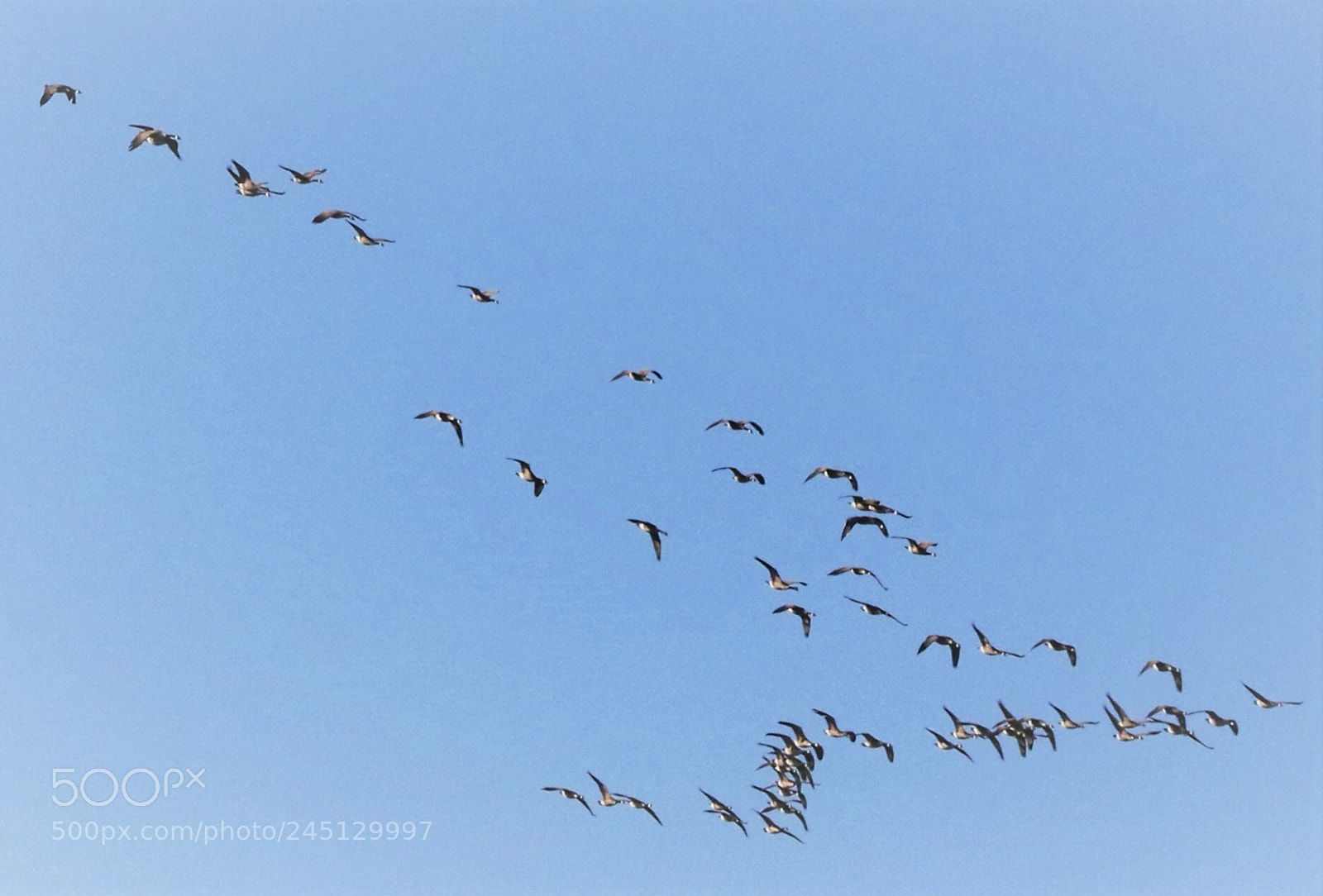 Canon EOS 7D Mark II sample photo. Going  south photography