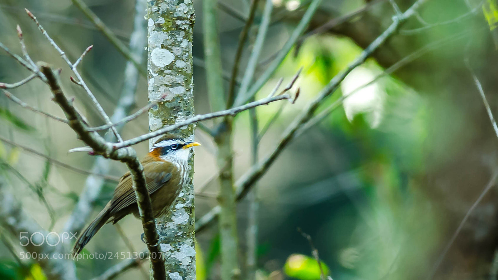 Nikon D5100 sample photo. Streak-breasted scimitar babbler photography
