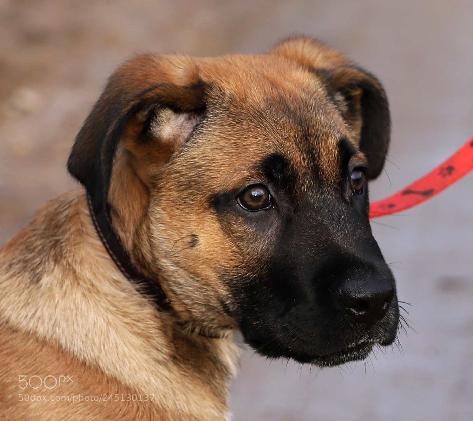 Canon EOS 6D Mark II sample photo. Img_0231..jpg photography