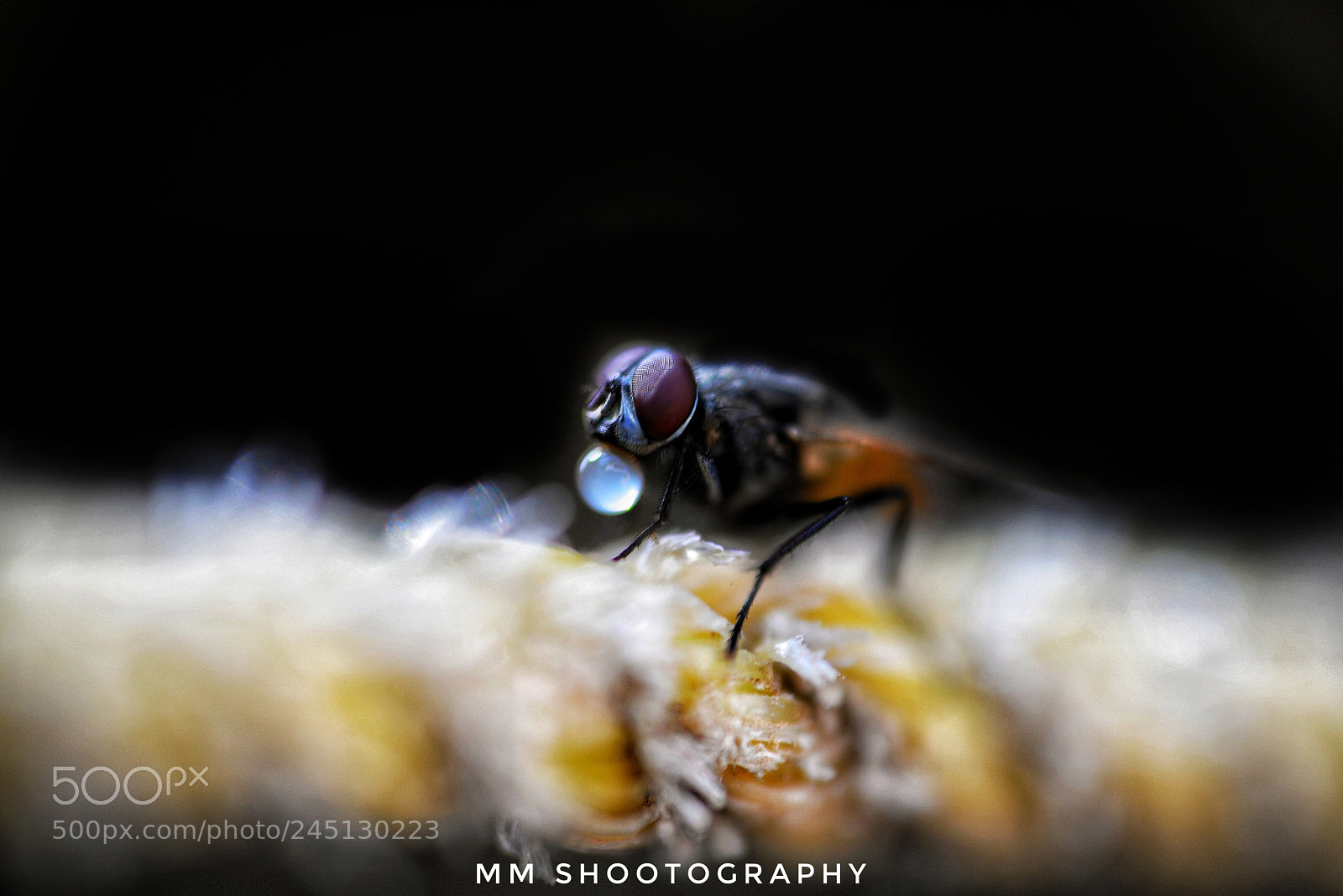 Nikon D610 sample photo. Macro photography