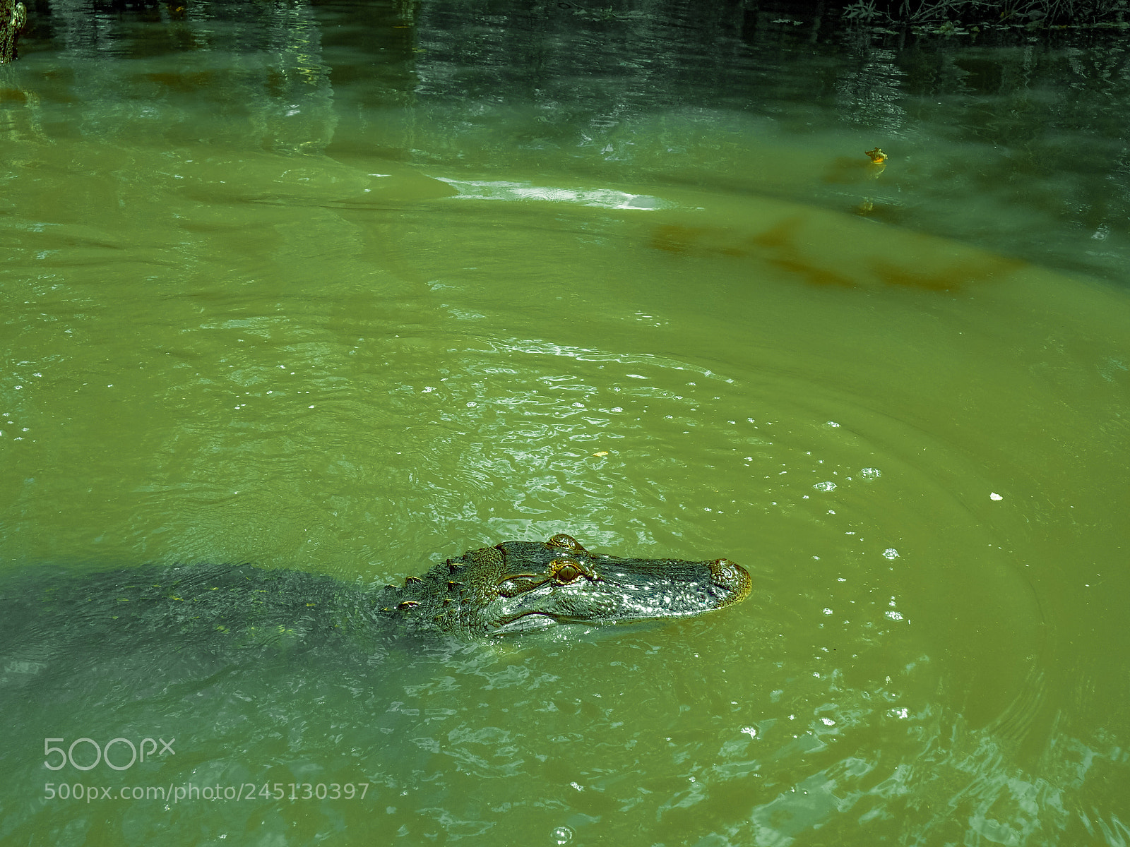 Olympus OM-D E-M10 sample photo. Alligator photography