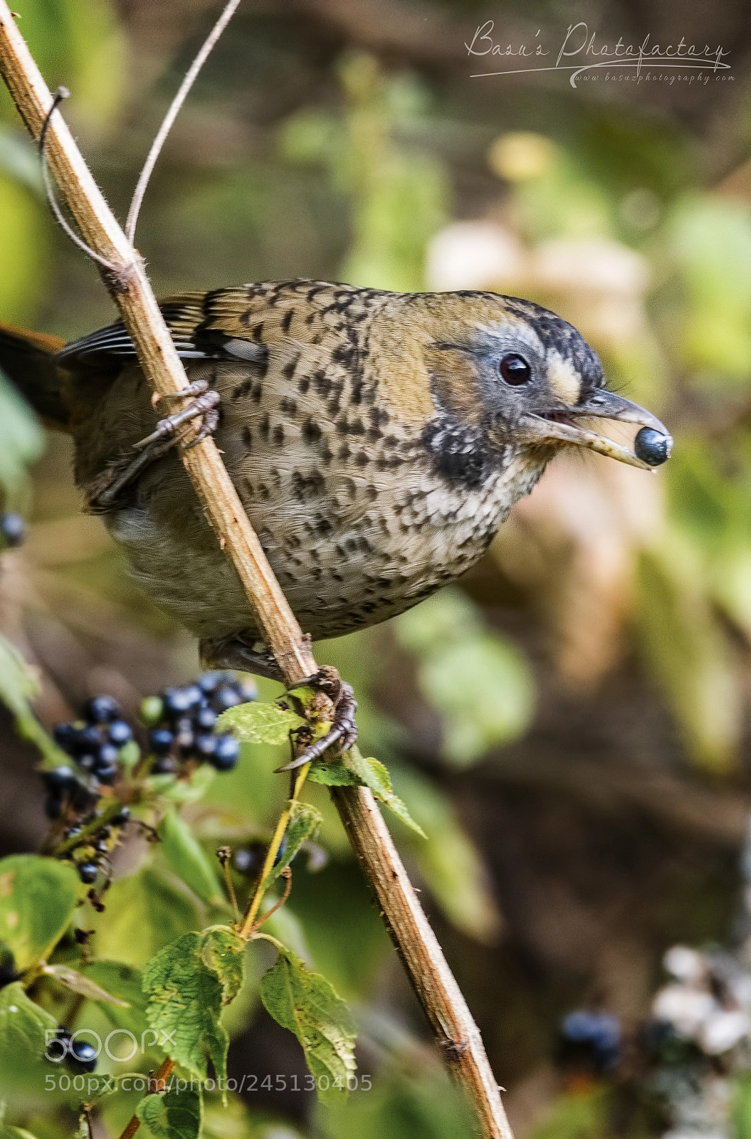 Nikon D810 sample photo. Rufous chinned laughing thrush photography