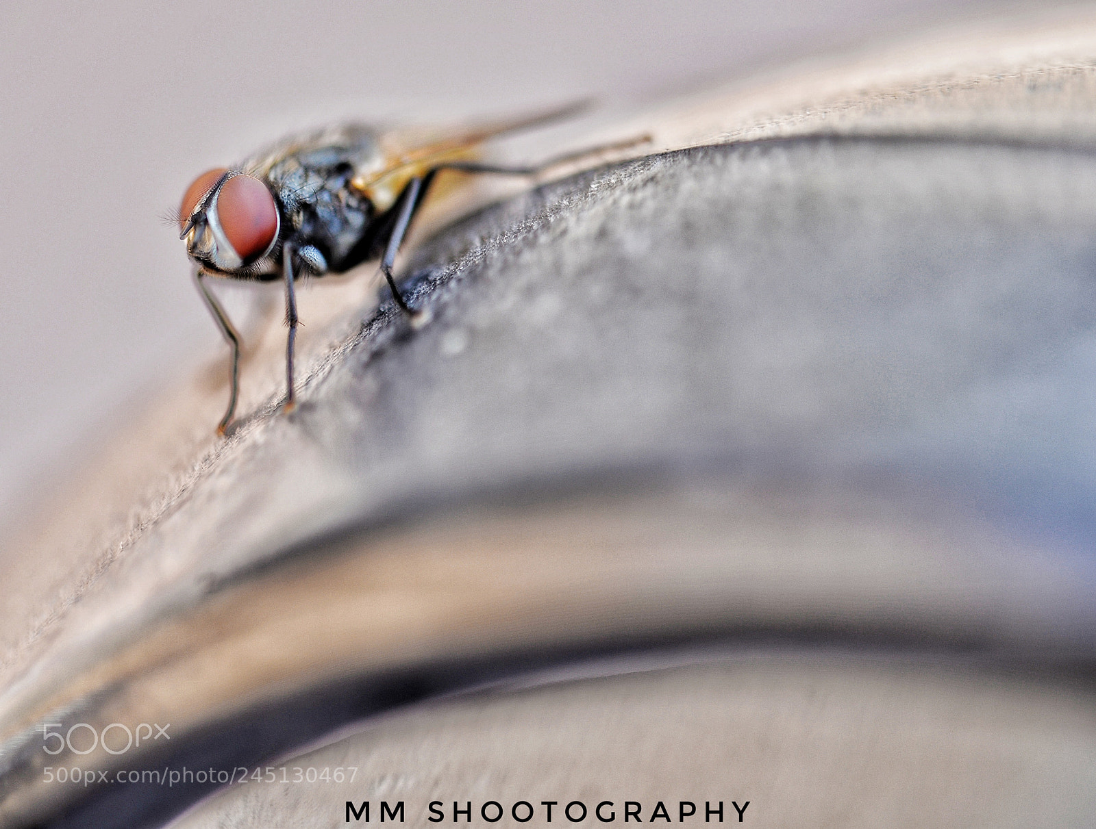 Nikon D610 sample photo. Feeding photography