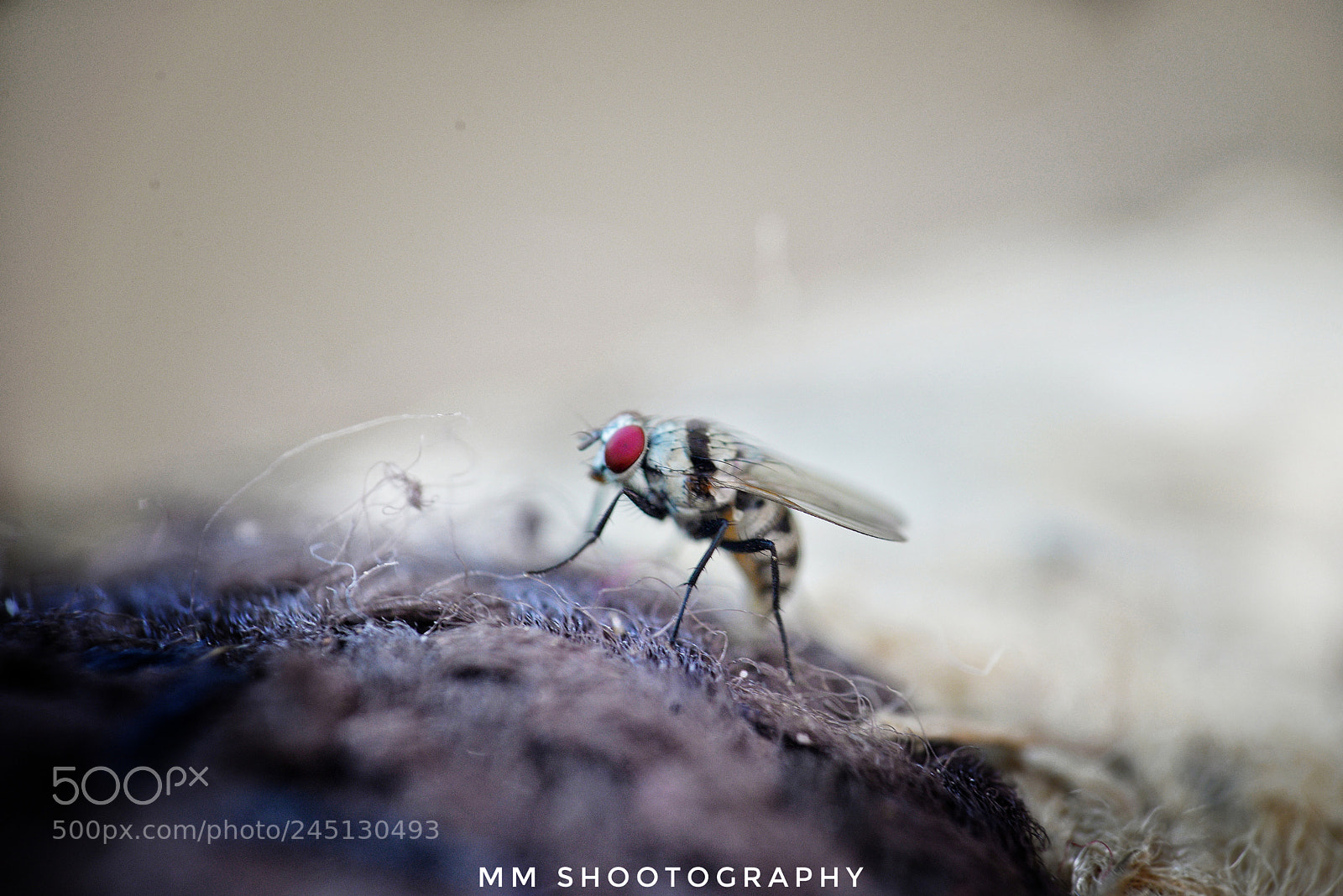 Nikon D610 sample photo. Macro white and black photography