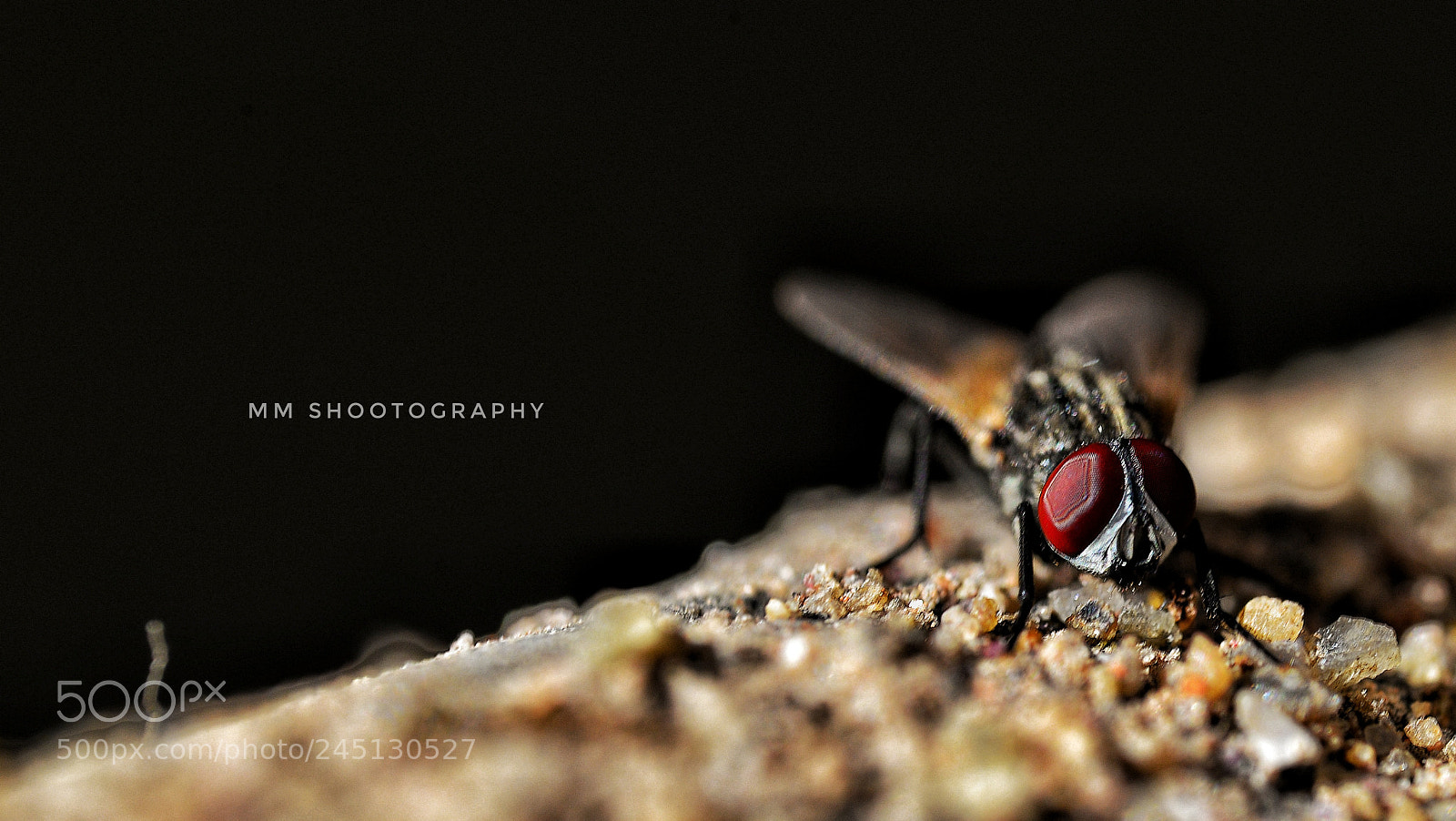 Nikon D610 sample photo. Mud search photography