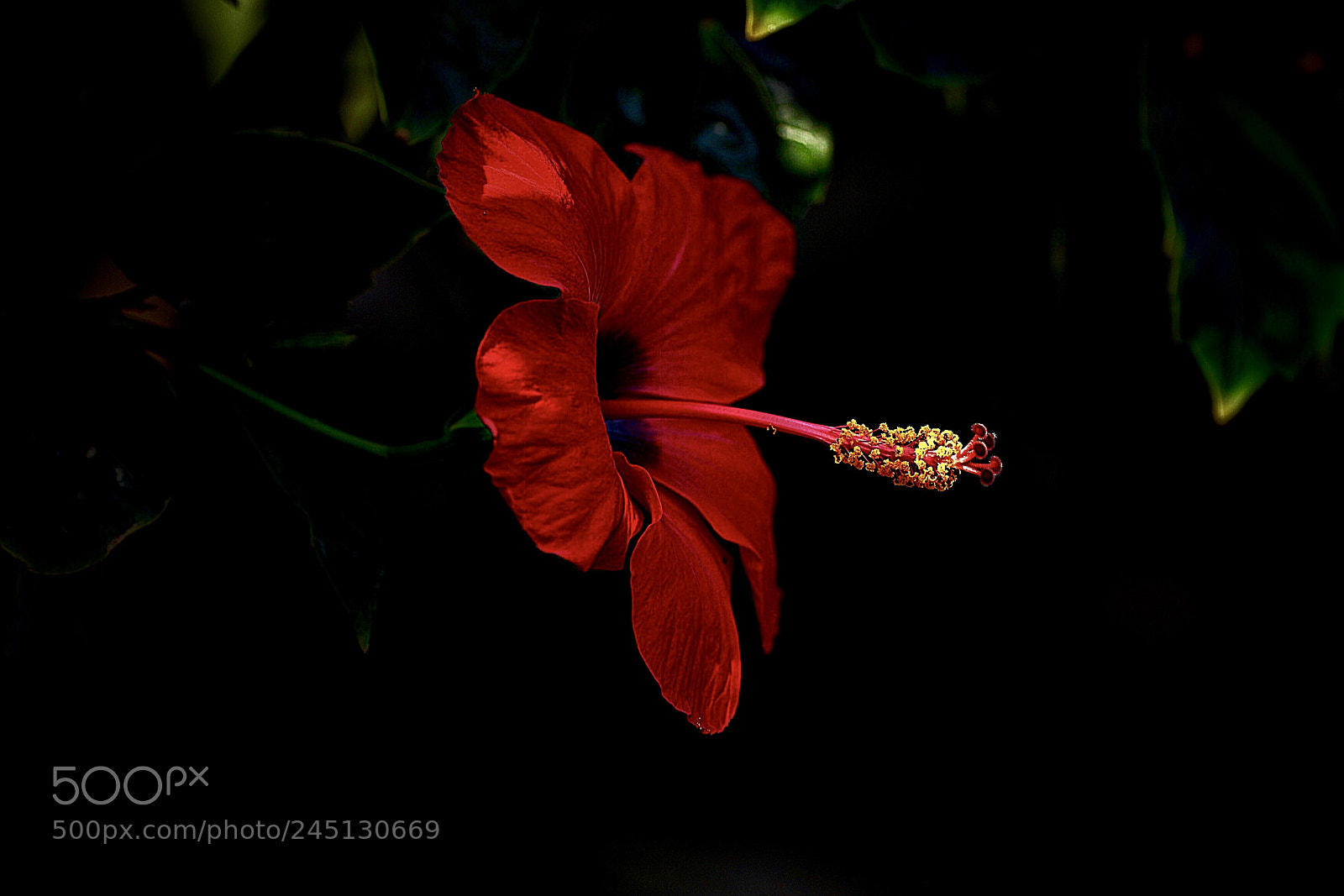 Nikon D800E sample photo. Красный цветок photography