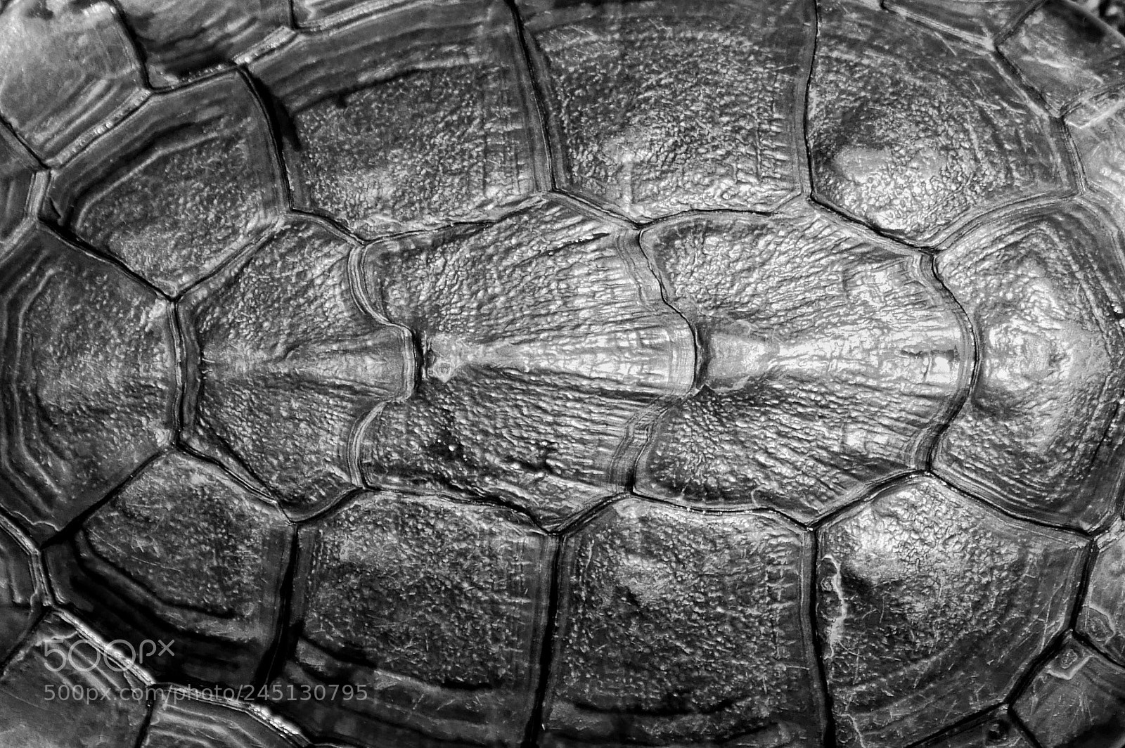 Panasonic Lumix DMC-G7 sample photo. Turtles will turt photography