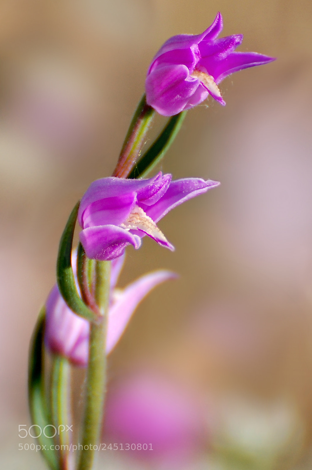 Nikon D40 sample photo. Flores silvestres photography
