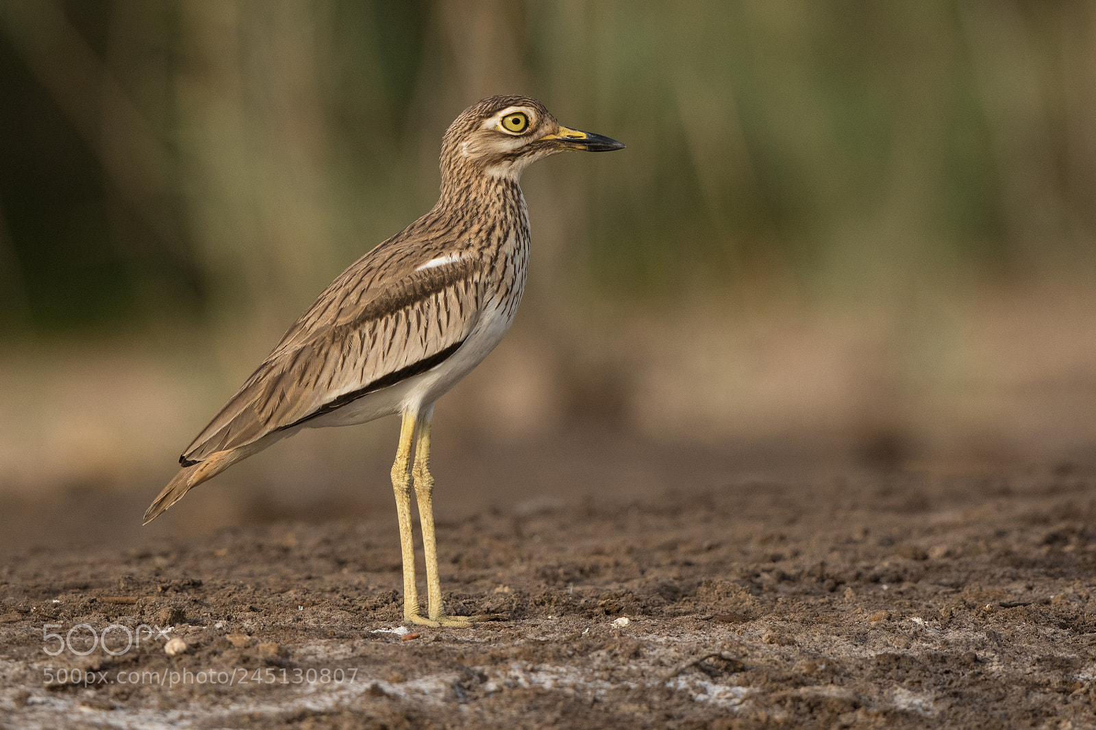 Canon EOS 7D Mark II sample photo. Senegal thick-knee photography