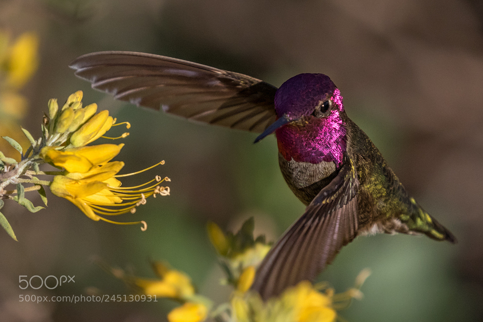 Canon EOS 7D Mark II sample photo. Purple head and the photography