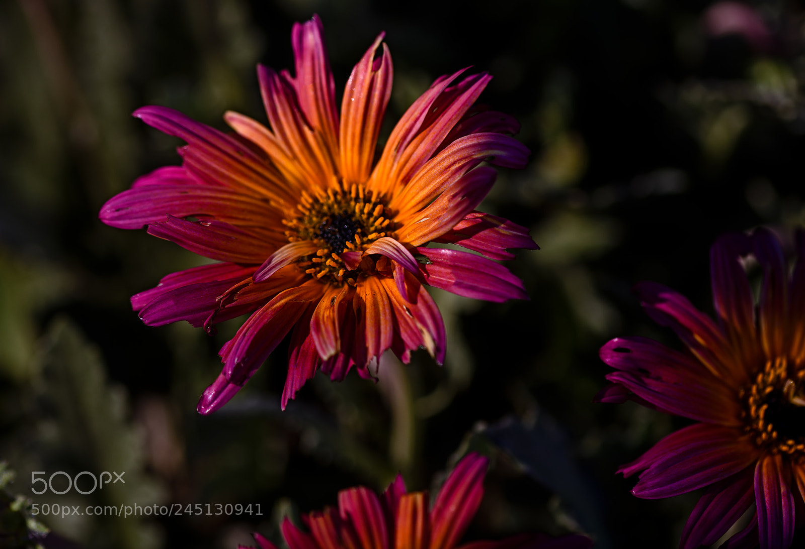 Nikon D850 sample photo. Early spring in california? photography