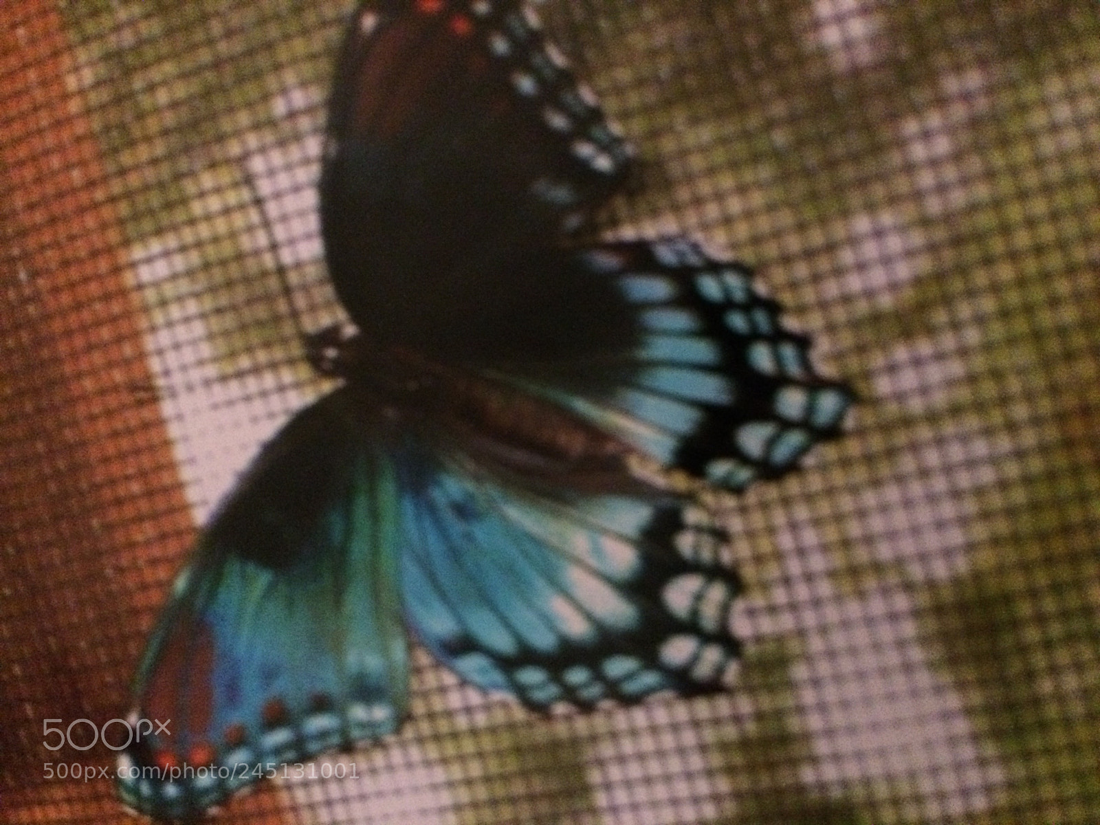 Apple iPhone 5s sample photo. Butterfly photography