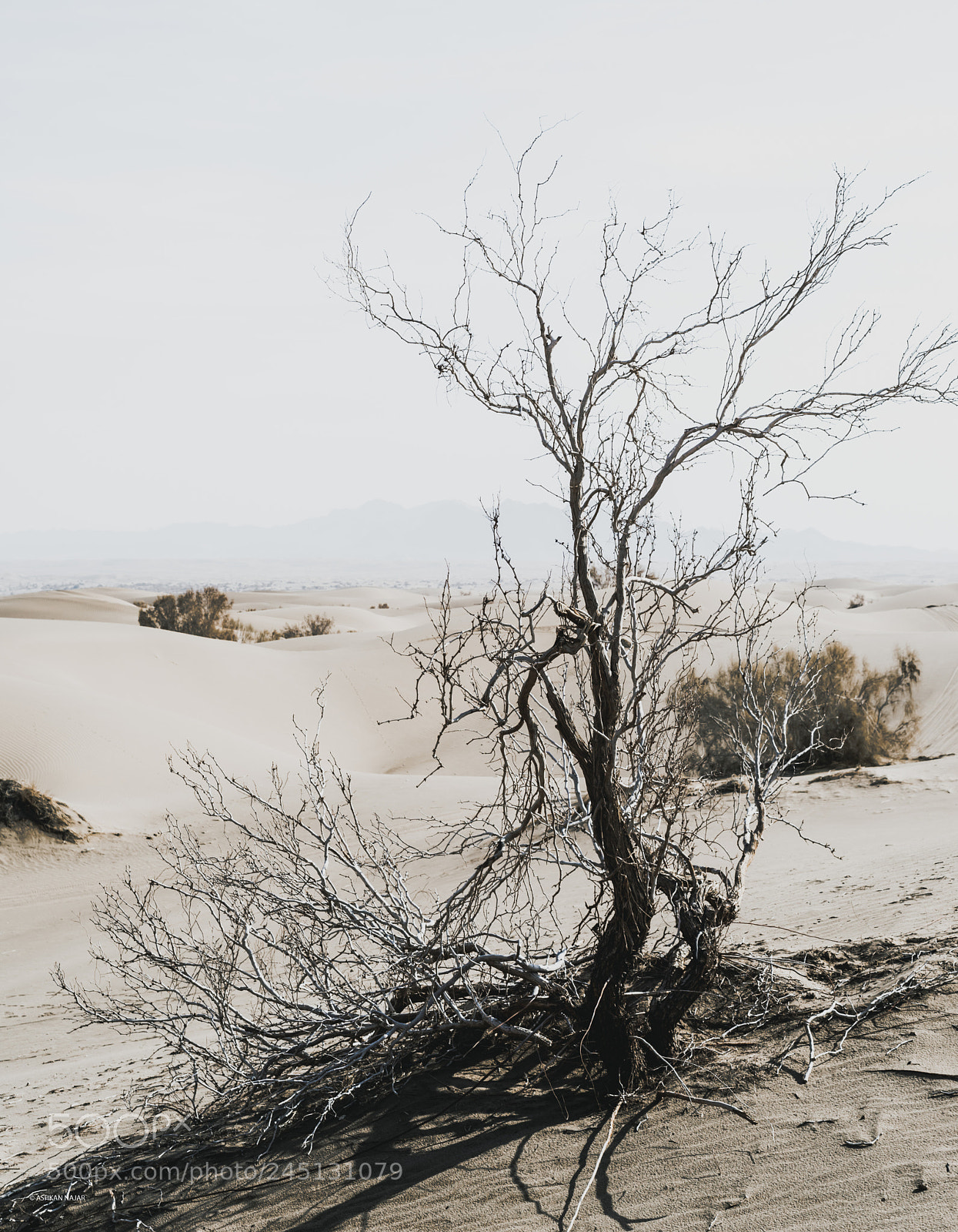 Nikon D610 sample photo. One tree in the photography
