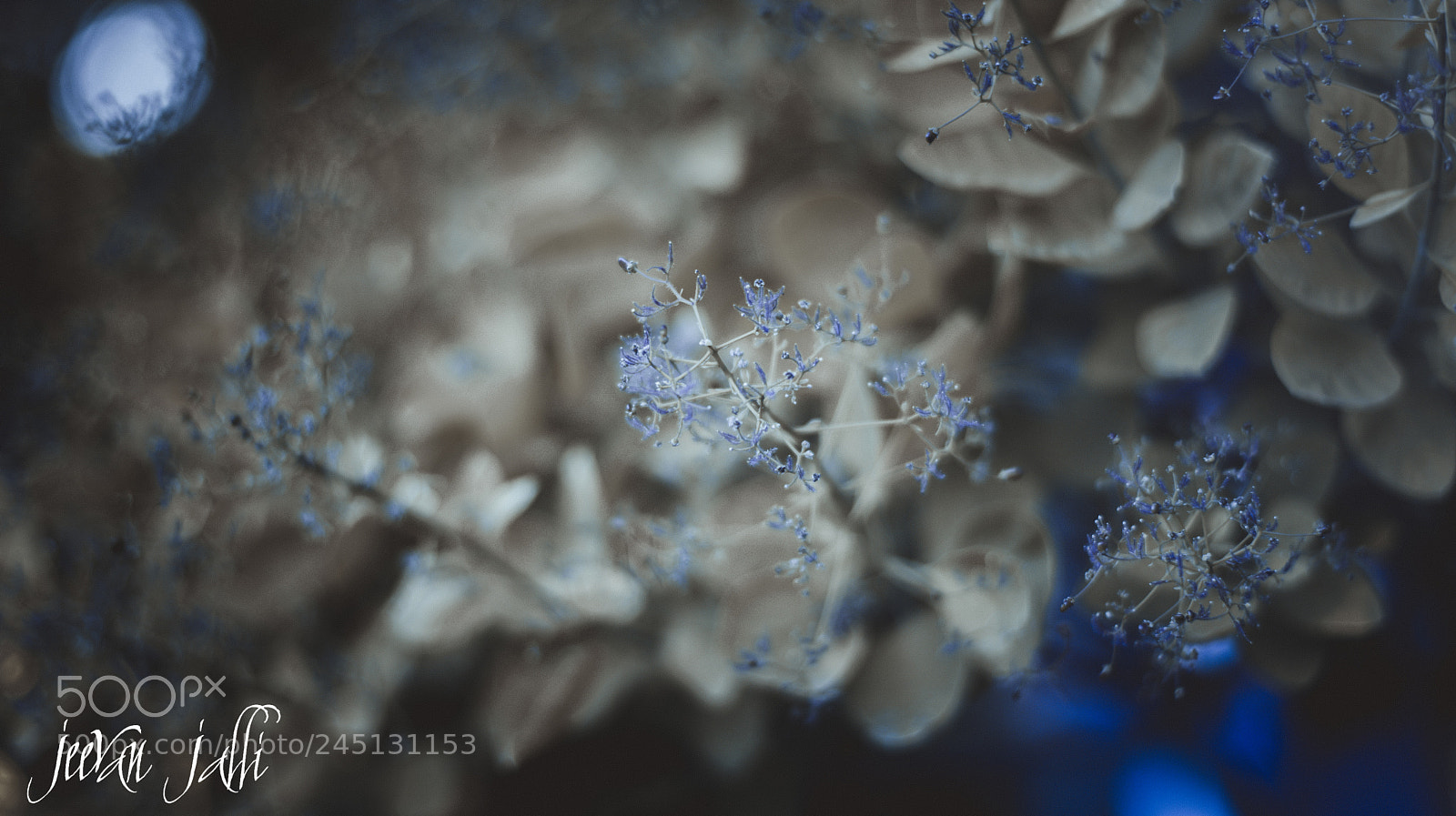 Nikon D3400 sample photo. Dreamy! photography