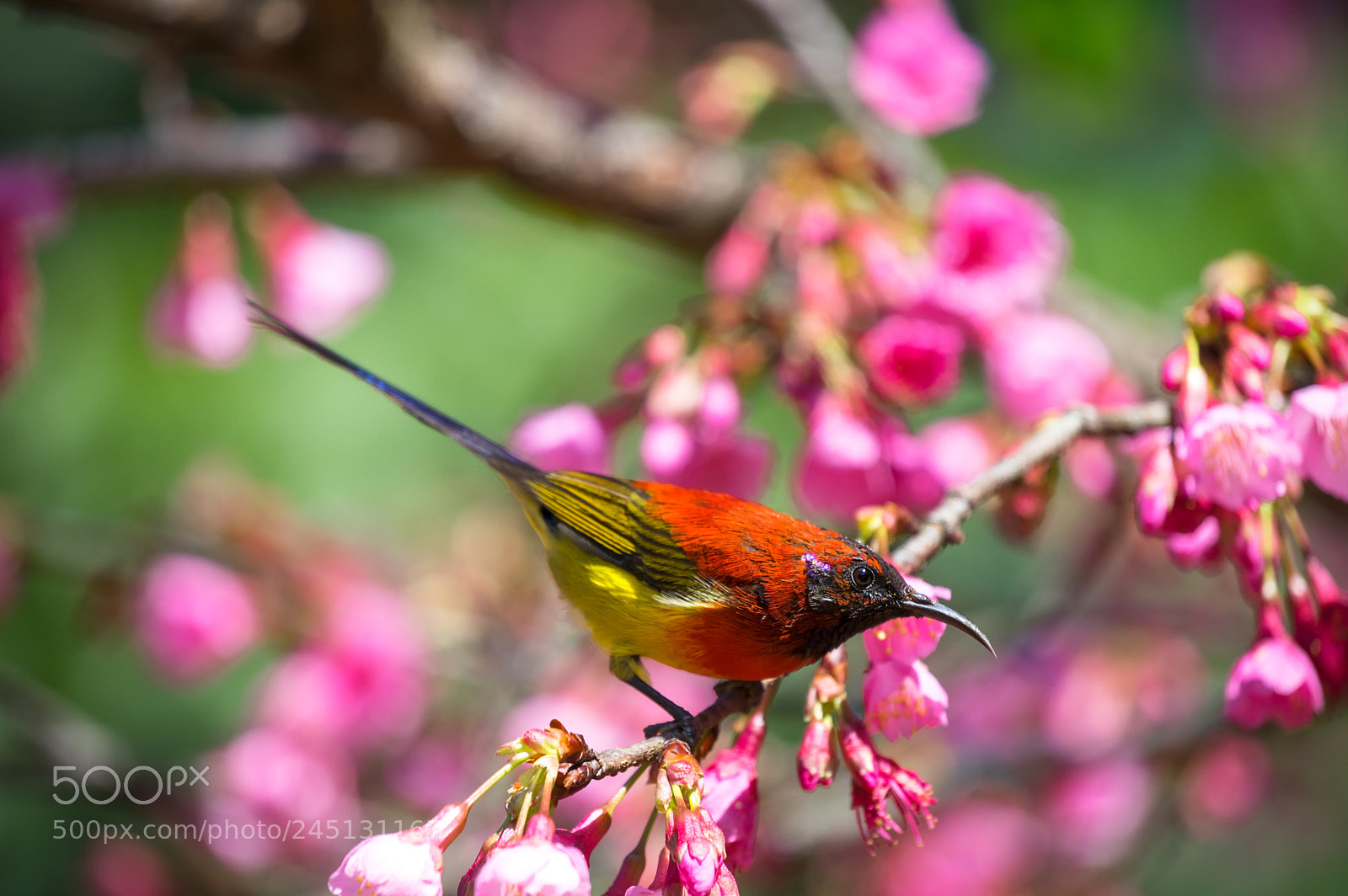 Pentax K-3 II sample photo. Nectariniidae photography