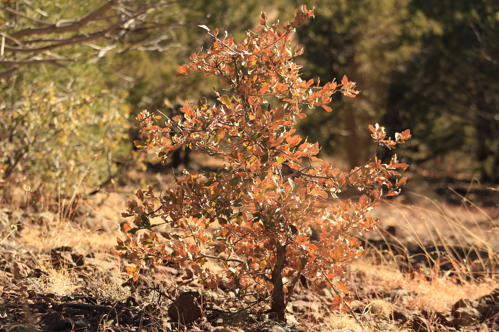 Canon EOS 550D (EOS Rebel T2i / EOS Kiss X4) + EF75-300mm f/4-5.6 sample photo. The golden tree. photography