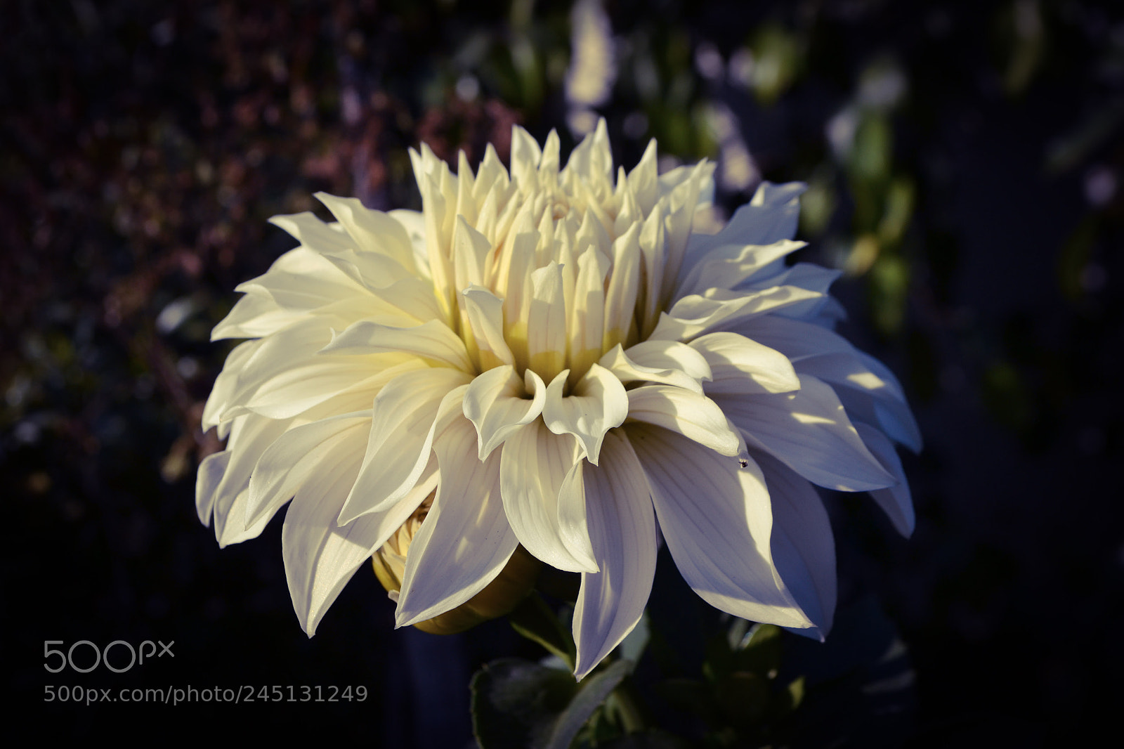 Nikon D3100 sample photo. Untitled photography