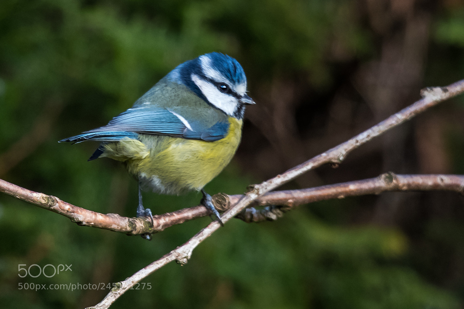 Nikon D850 sample photo. Out on a limb photography