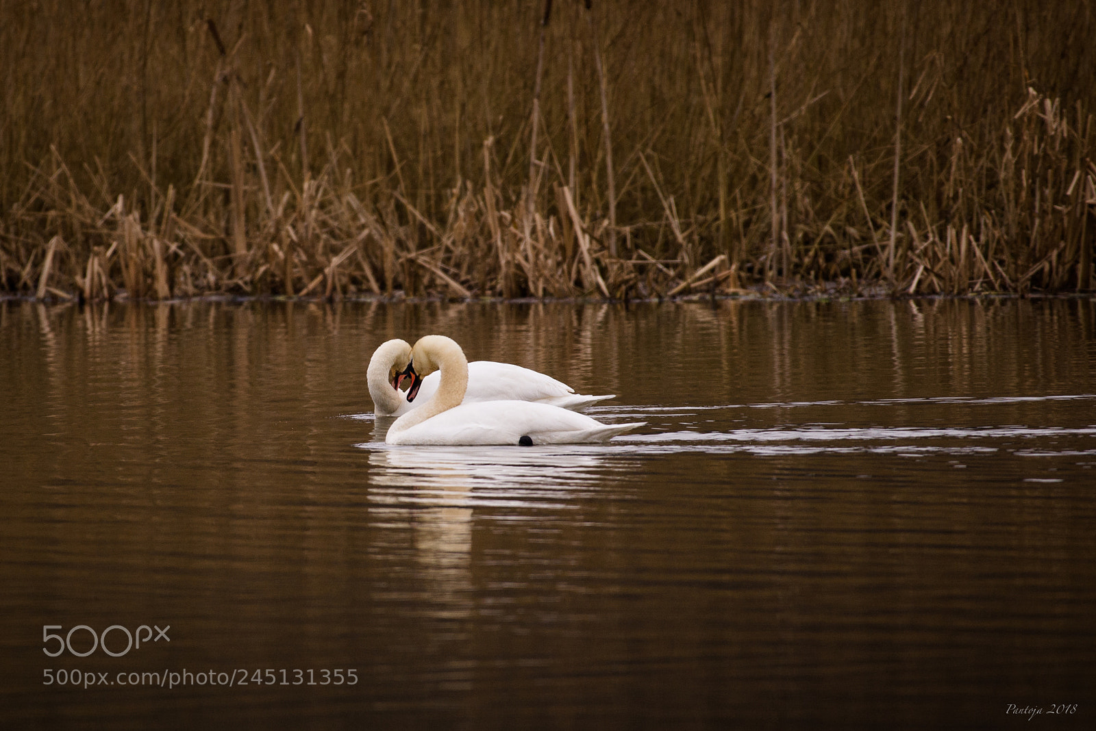 Nikon D600 sample photo. Swan pair photography