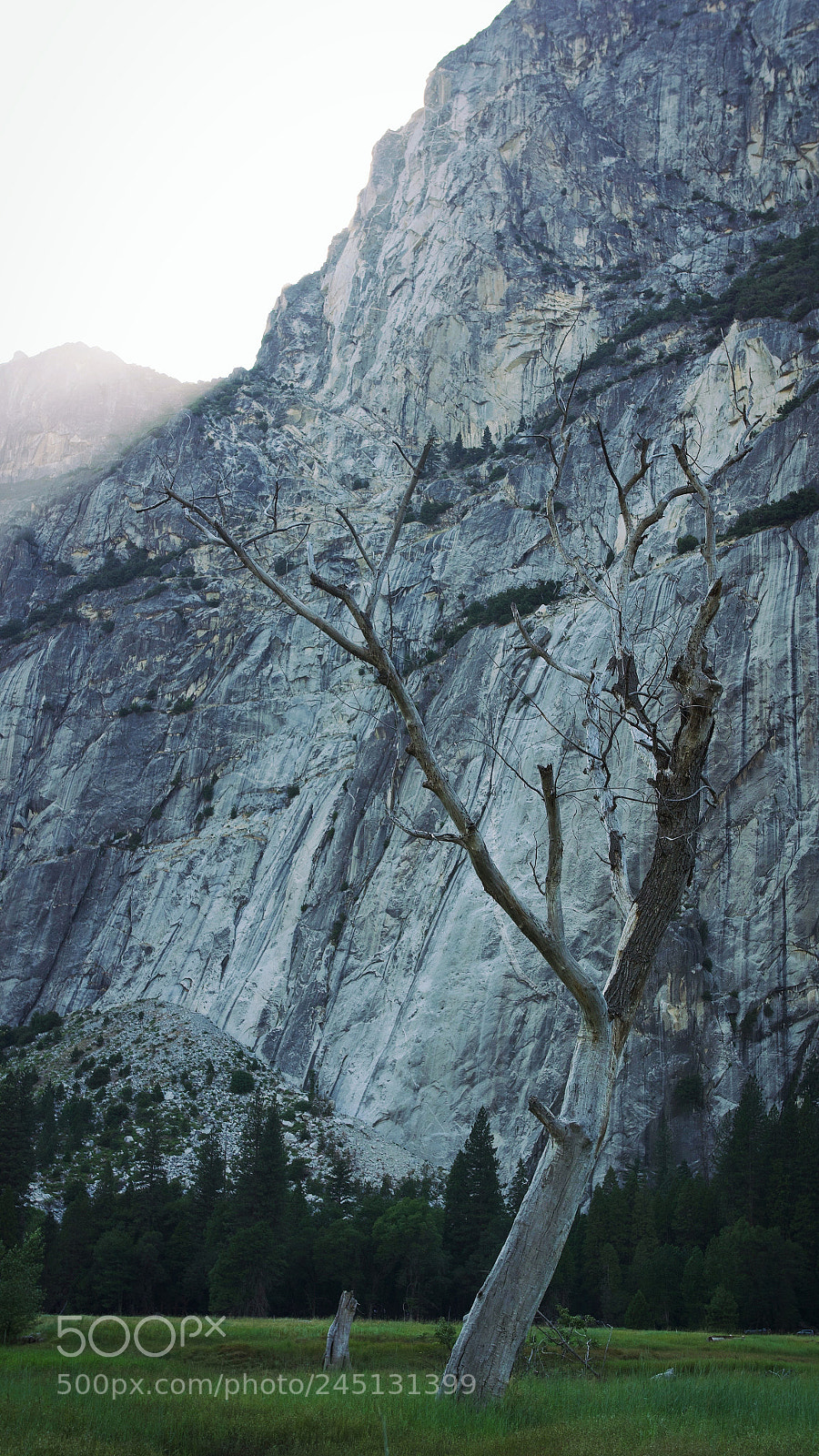 Panasonic Lumix DMC-GH4 sample photo. Dead yosemite photography