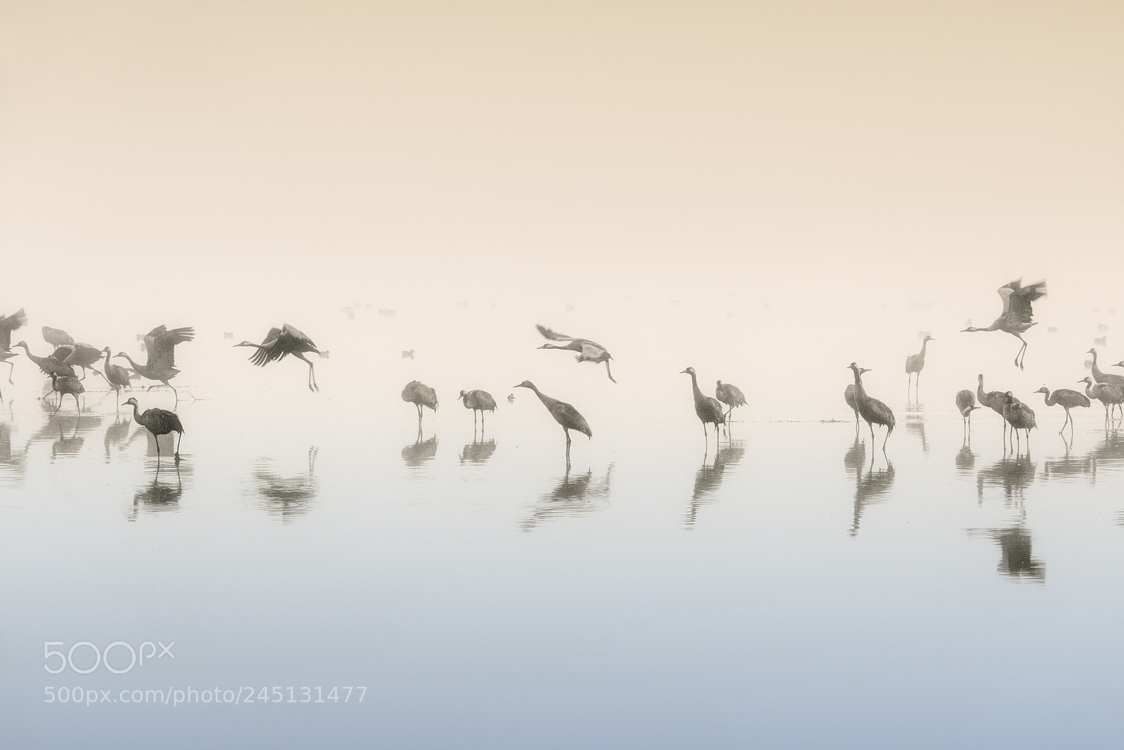 Nikon D800 sample photo. Cranes at first light photography