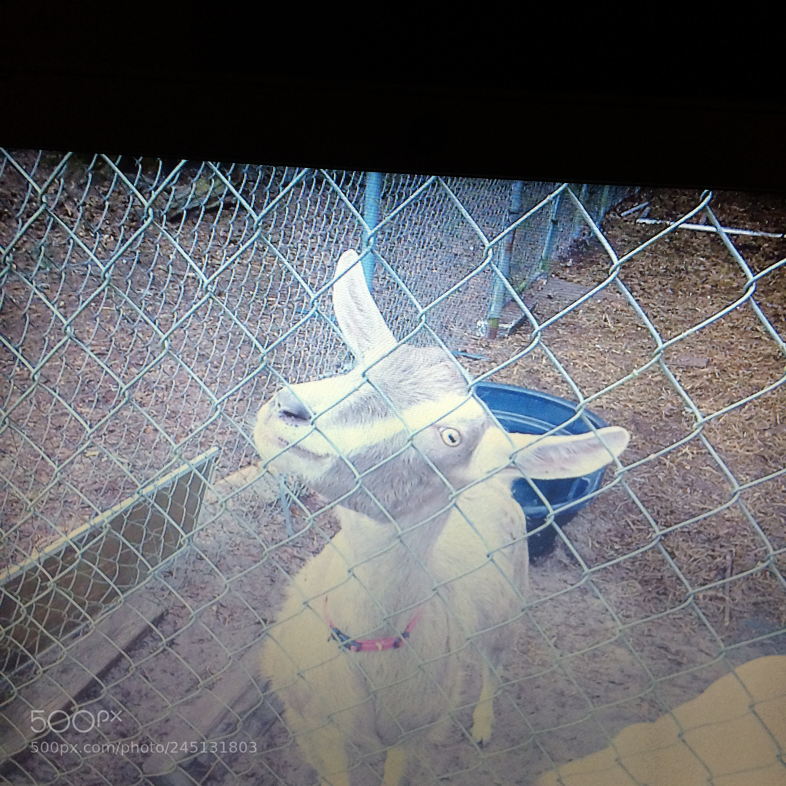 Apple iPhone 5s sample photo. Silly goat photography