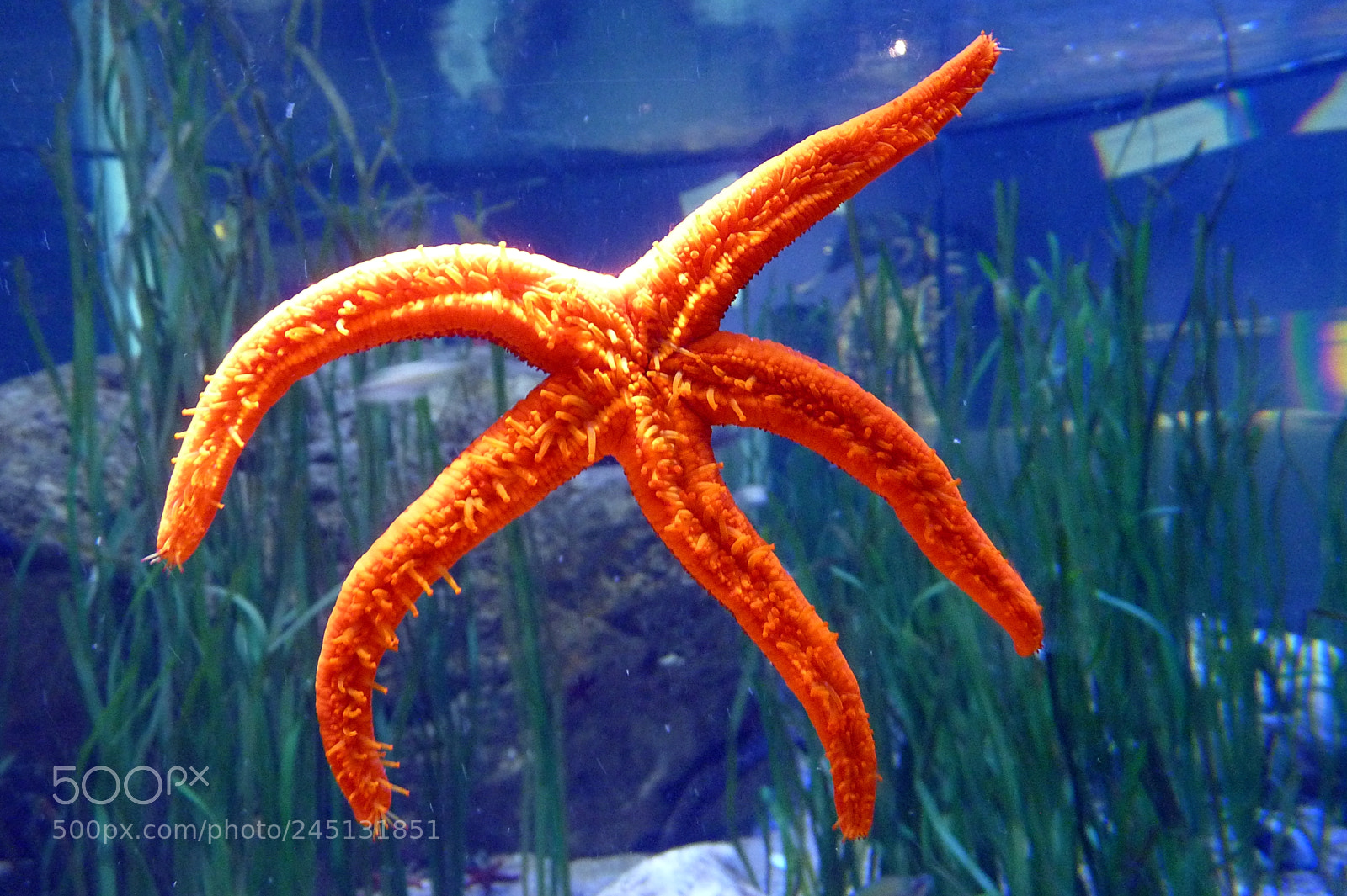 Panasonic Lumix DMC-FZ35 (Lumix DMC-FZ38) sample photo. Starfish photography