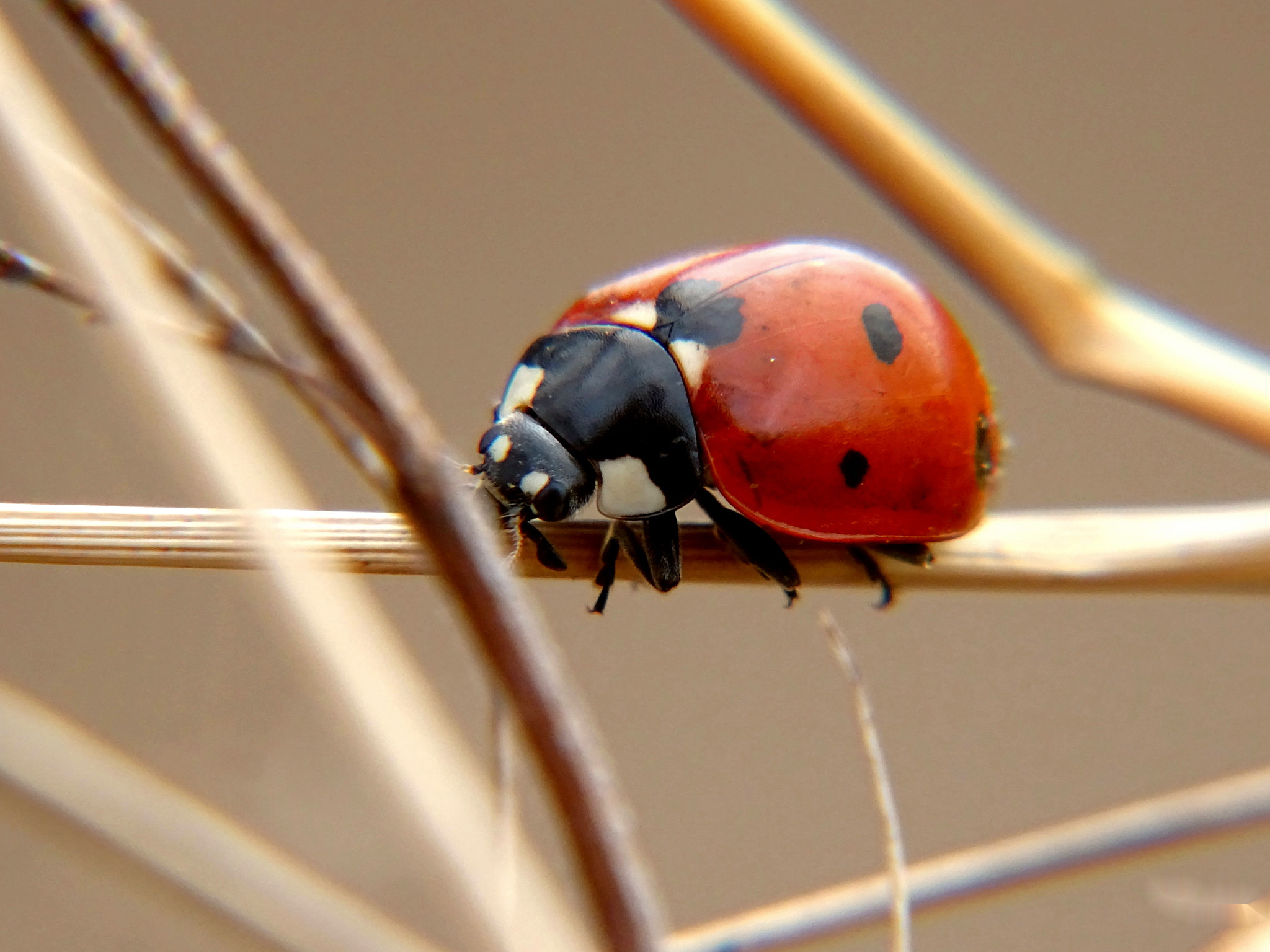 Minolta AF 80-200mm F2.8 HS-APO G sample photo. 21_2018.jpg photography