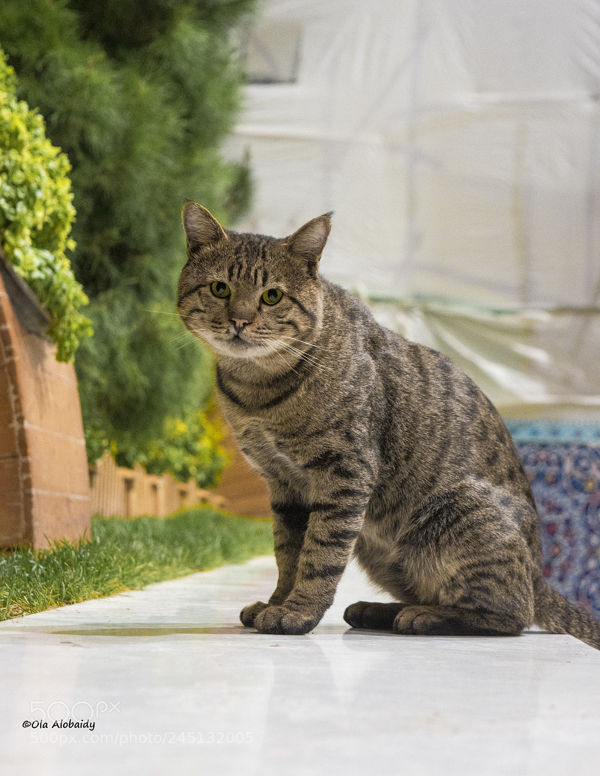 Nikon D5500 sample photo. Lovely cat photography