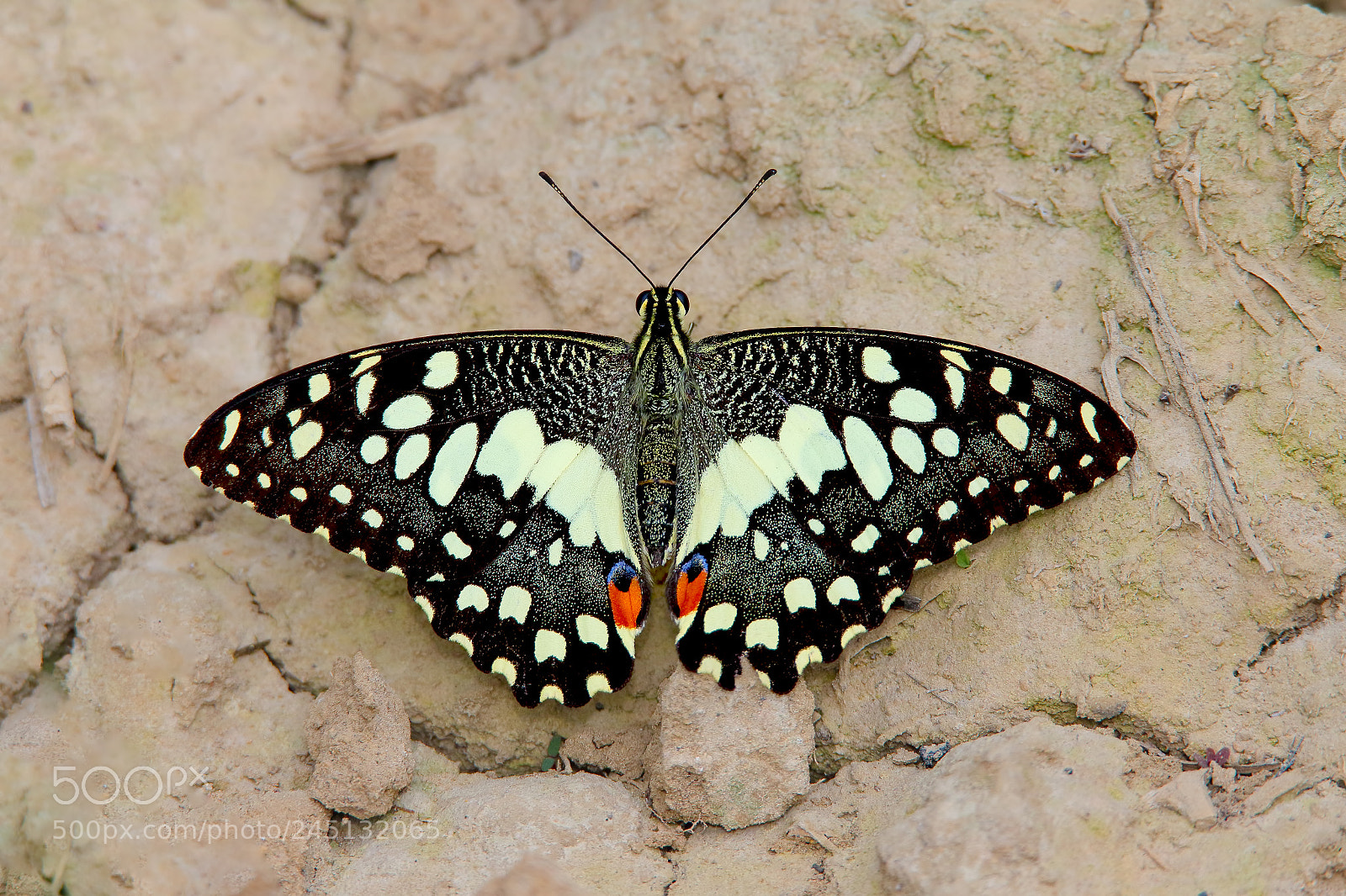Canon EOS 7D Mark II sample photo. Common lime butterfly photography