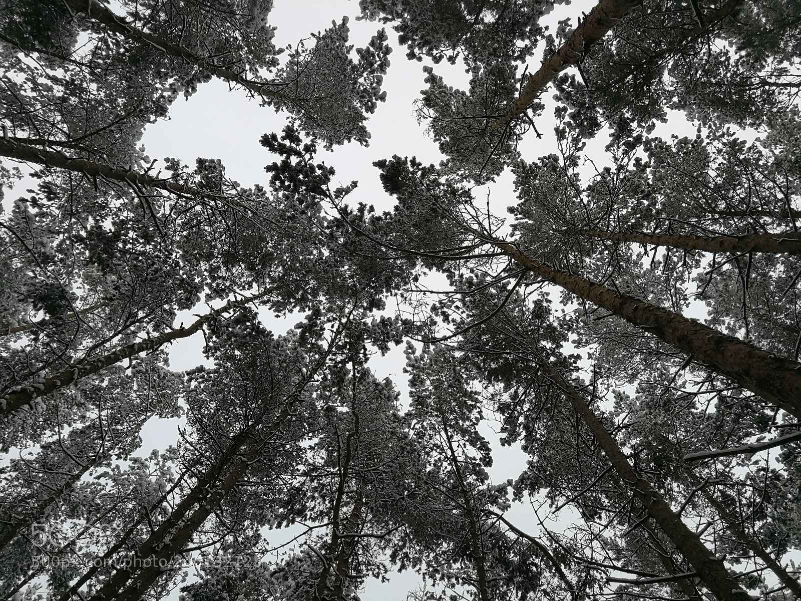 HUAWEI P10 sample photo. Kijewo forest photography