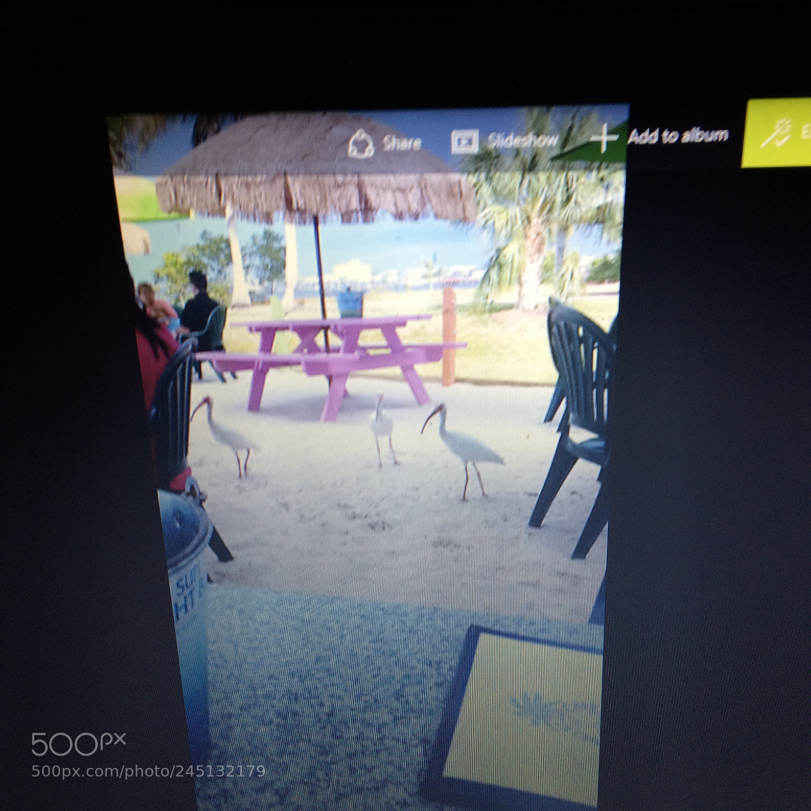 Apple iPhone 5s sample photo. Birds on beach photography