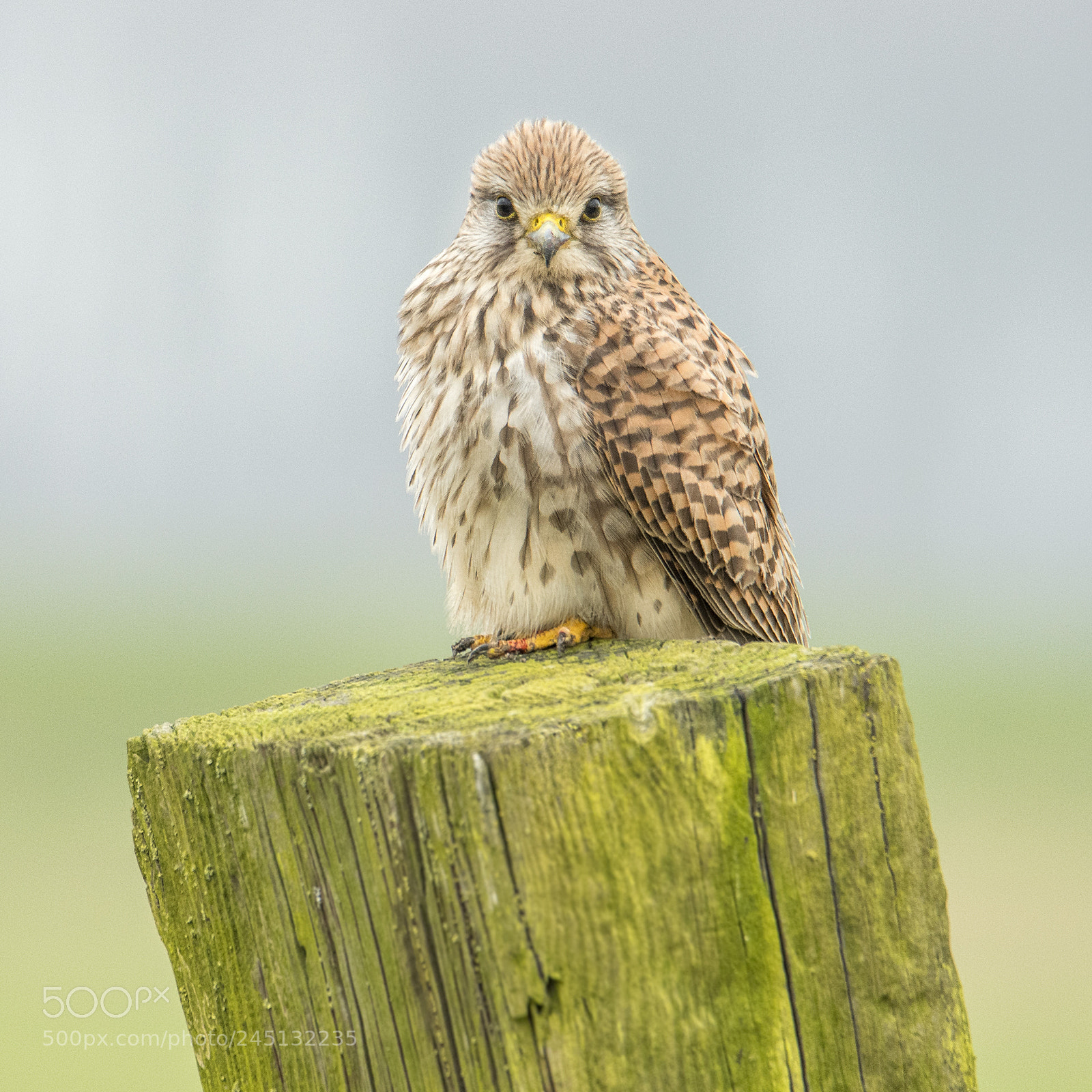Nikon D500 sample photo. Common kestrel photography