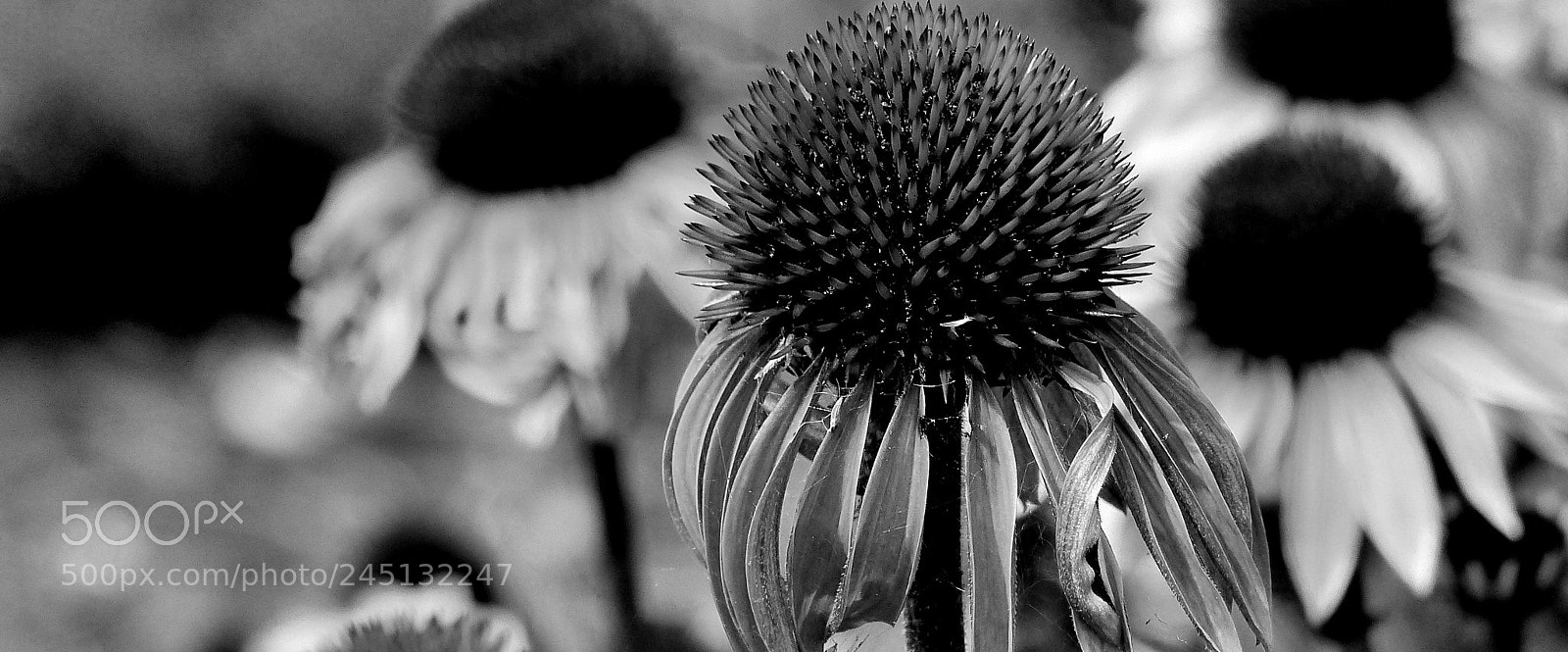 Panasonic Lumix DMC-FZ200 sample photo. Echinacea b&w. photography