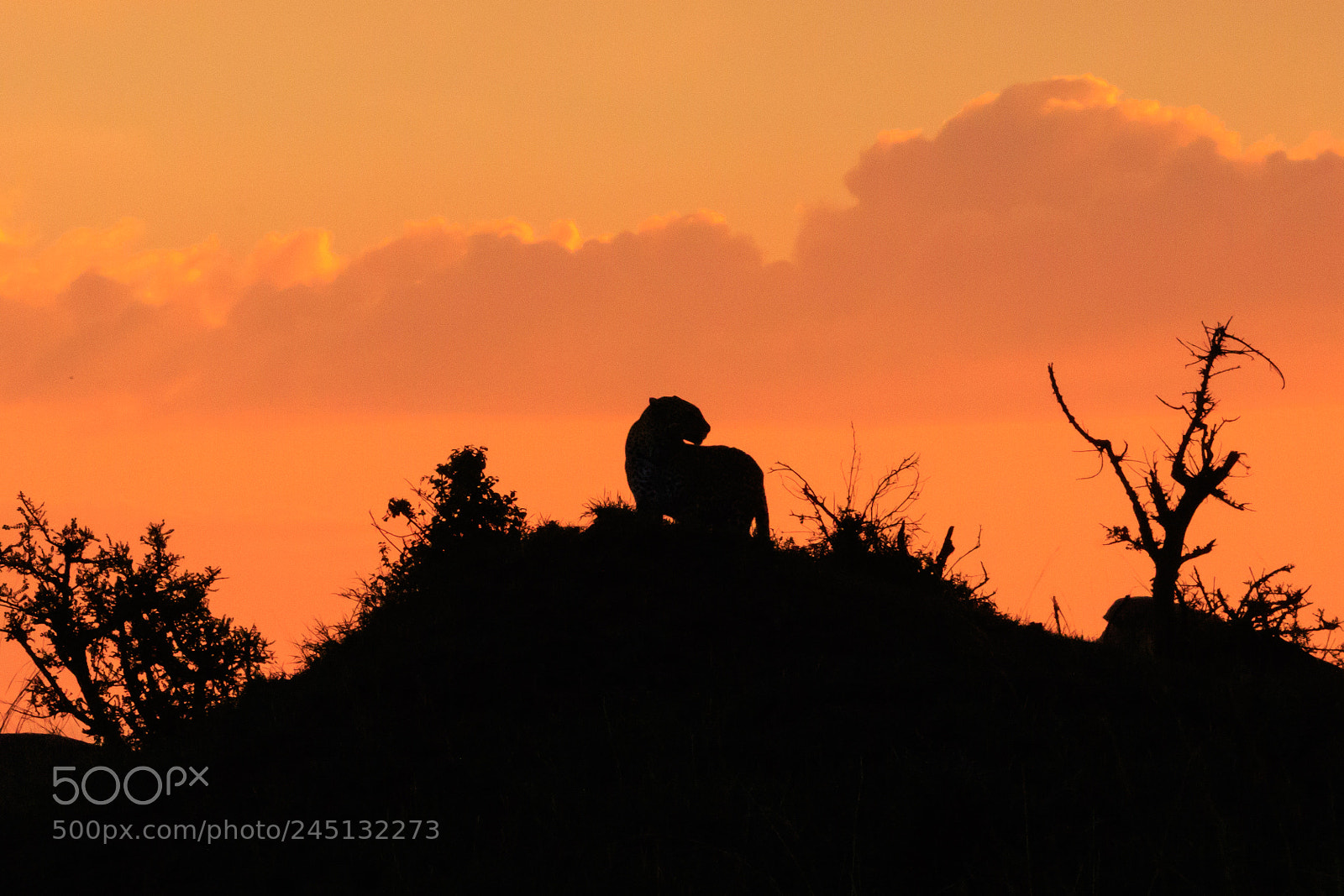 Canon EOS 7D Mark II sample photo. Tanzania - serengeti photography