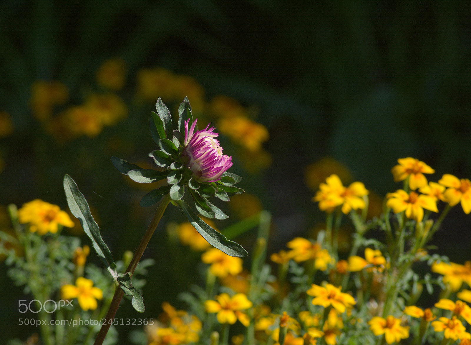 Nikon D5200 sample photo. Kwiaty photography