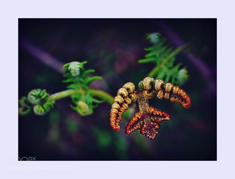 Nikon D5000 sample photo. Fern photography