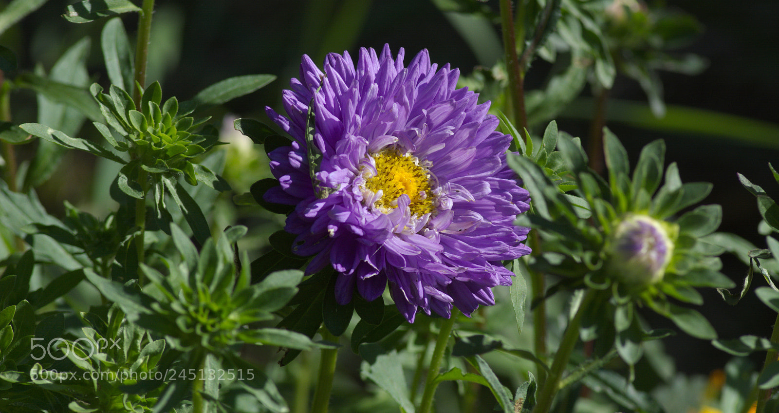 Nikon D5200 sample photo. Aster photography