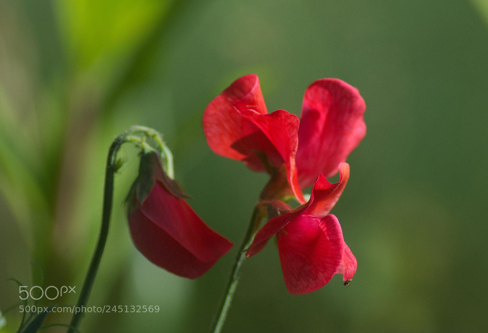 Nikon D5200 sample photo. Groszek photography
