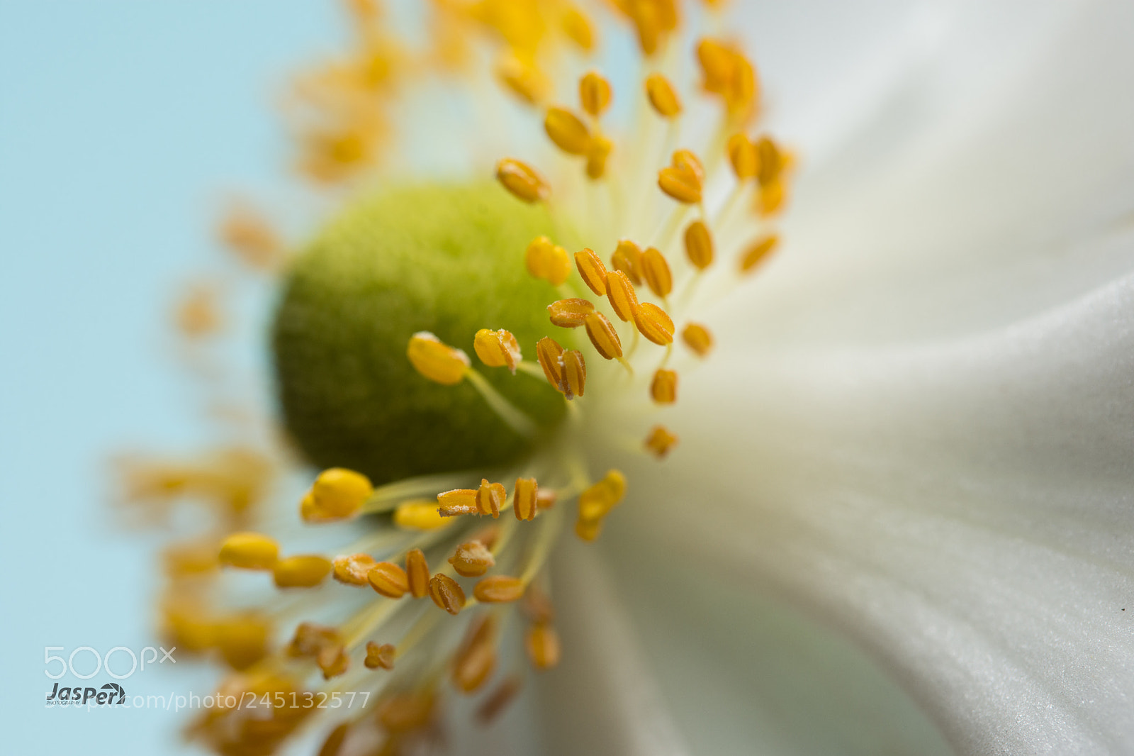 Nikon D7200 sample photo. Stamen photography