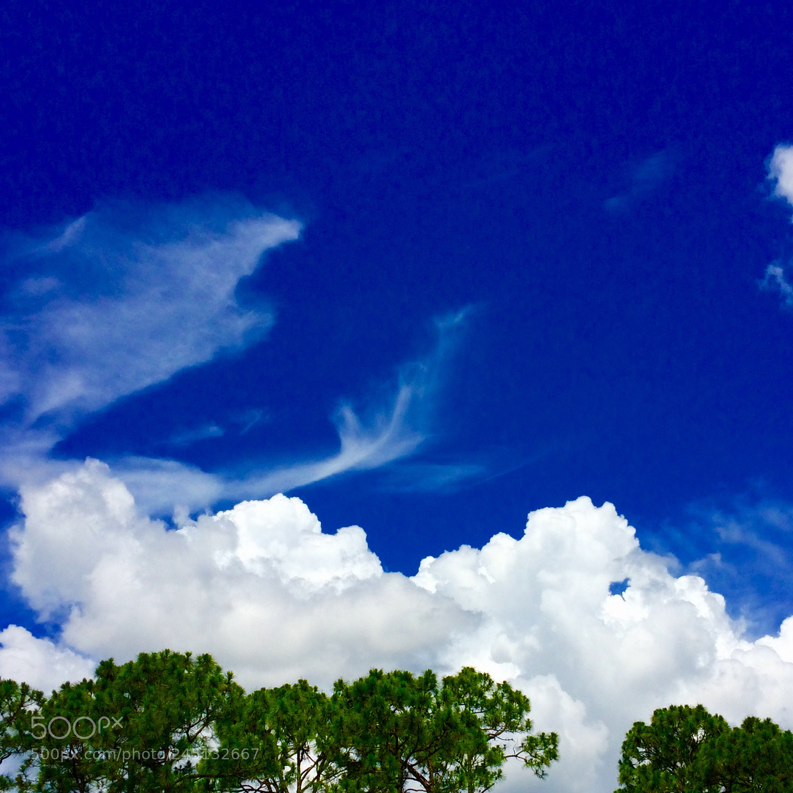 Apple iPhone 5s sample photo. Feather photography