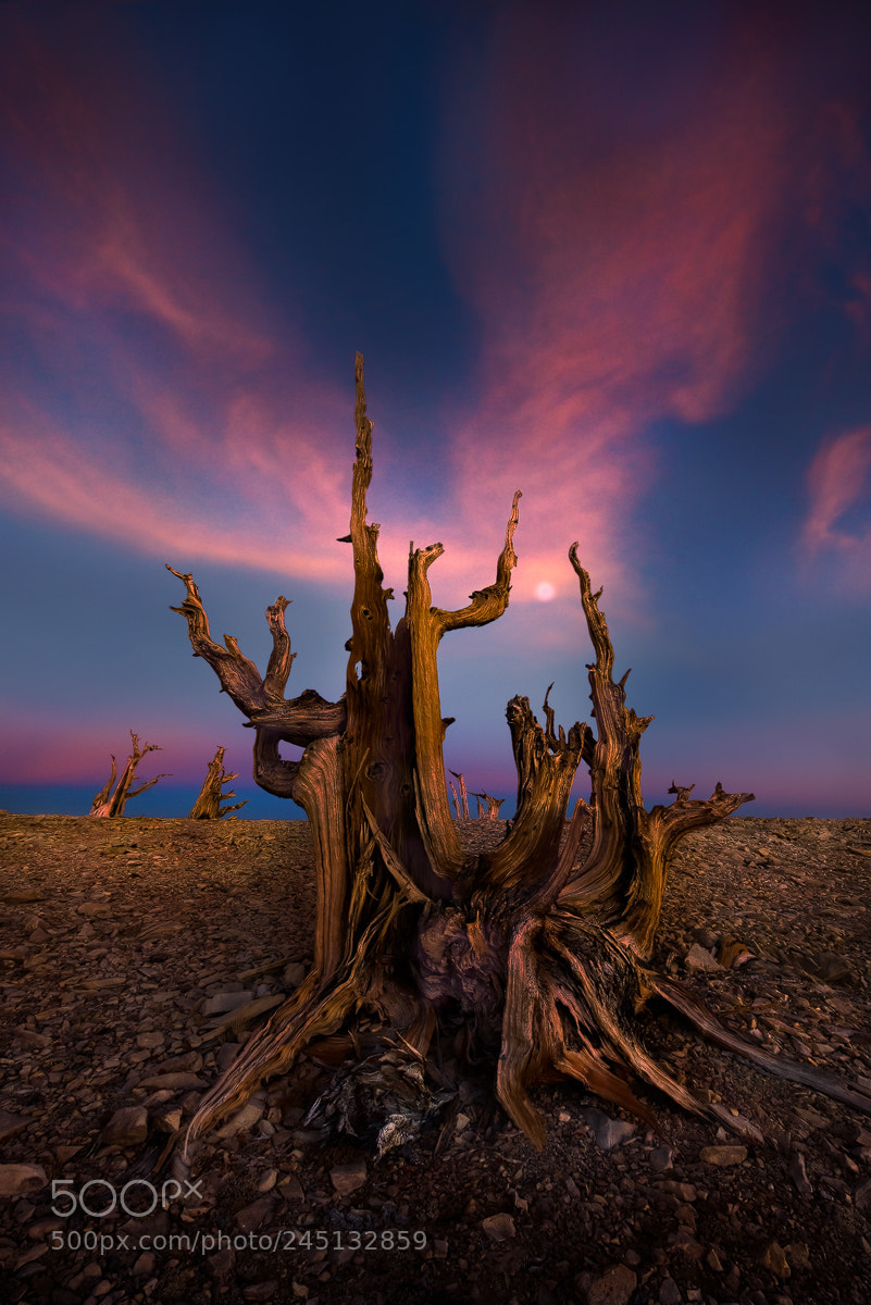 Sony a7R II sample photo. California not mars photography