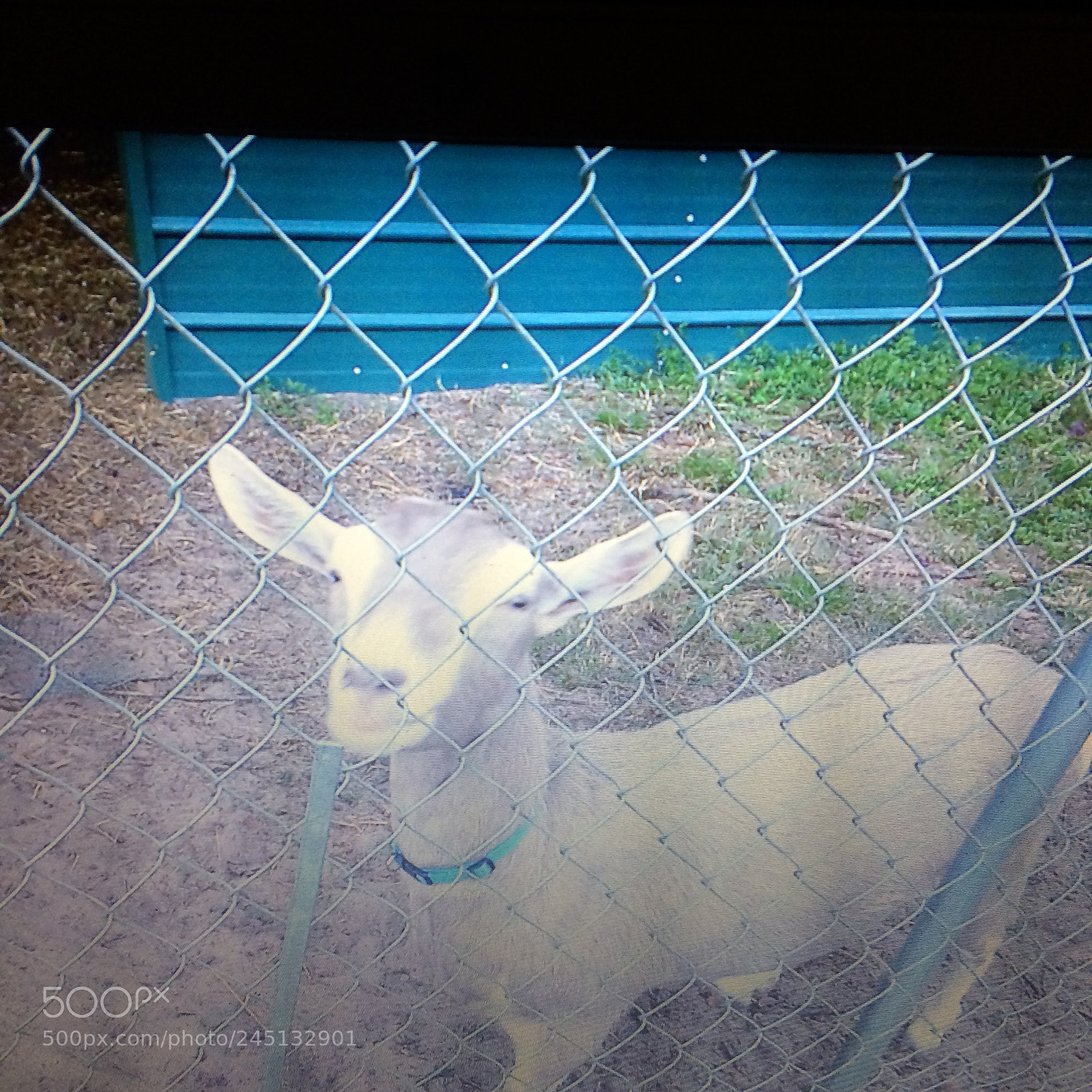 Apple iPhone 5s sample photo. Goat photography