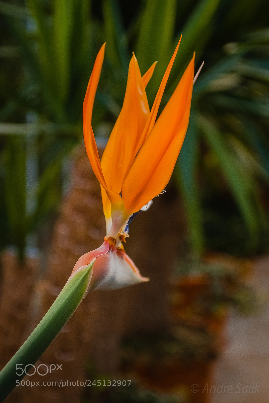 Nikon D60 sample photo. Саласпилс Ботанический сад. photography
