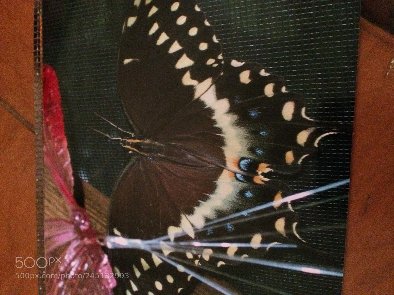 Apple iPhone 5s sample photo. Butterfly photography